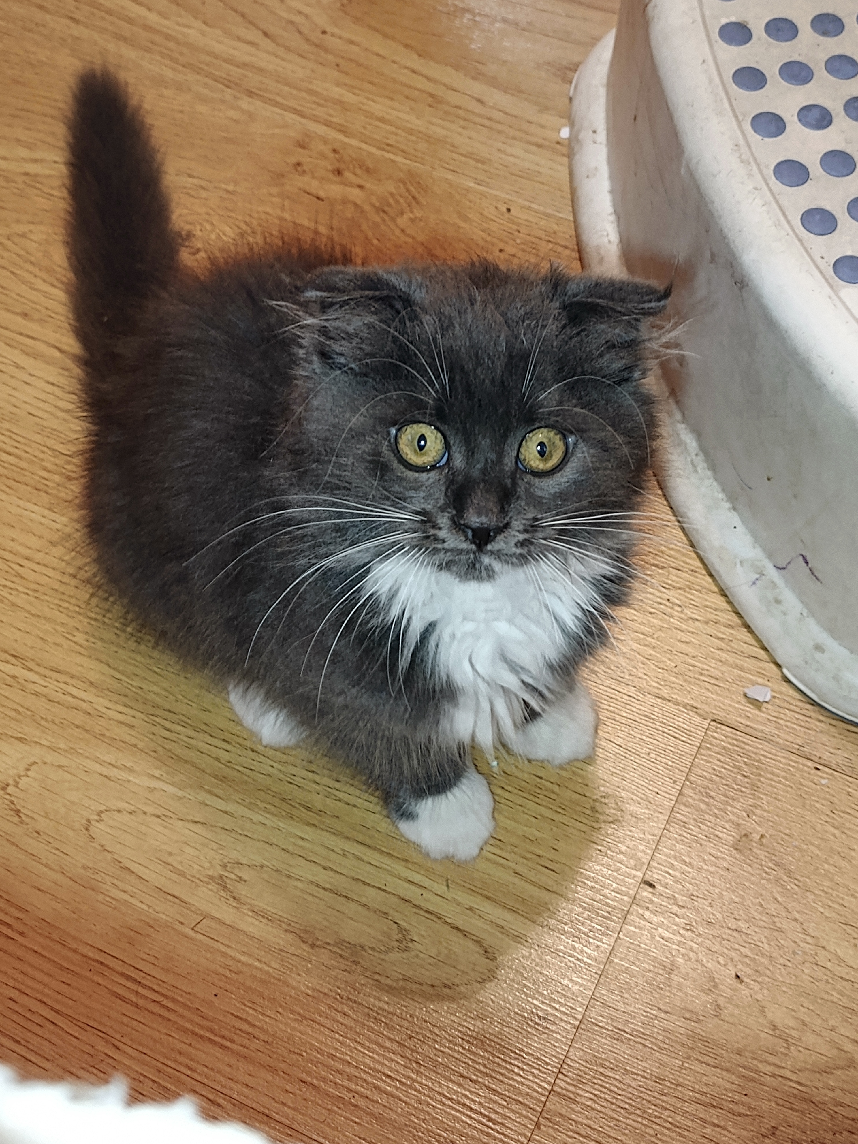 Фото питомца: кошка Мия наслаждается жизнью