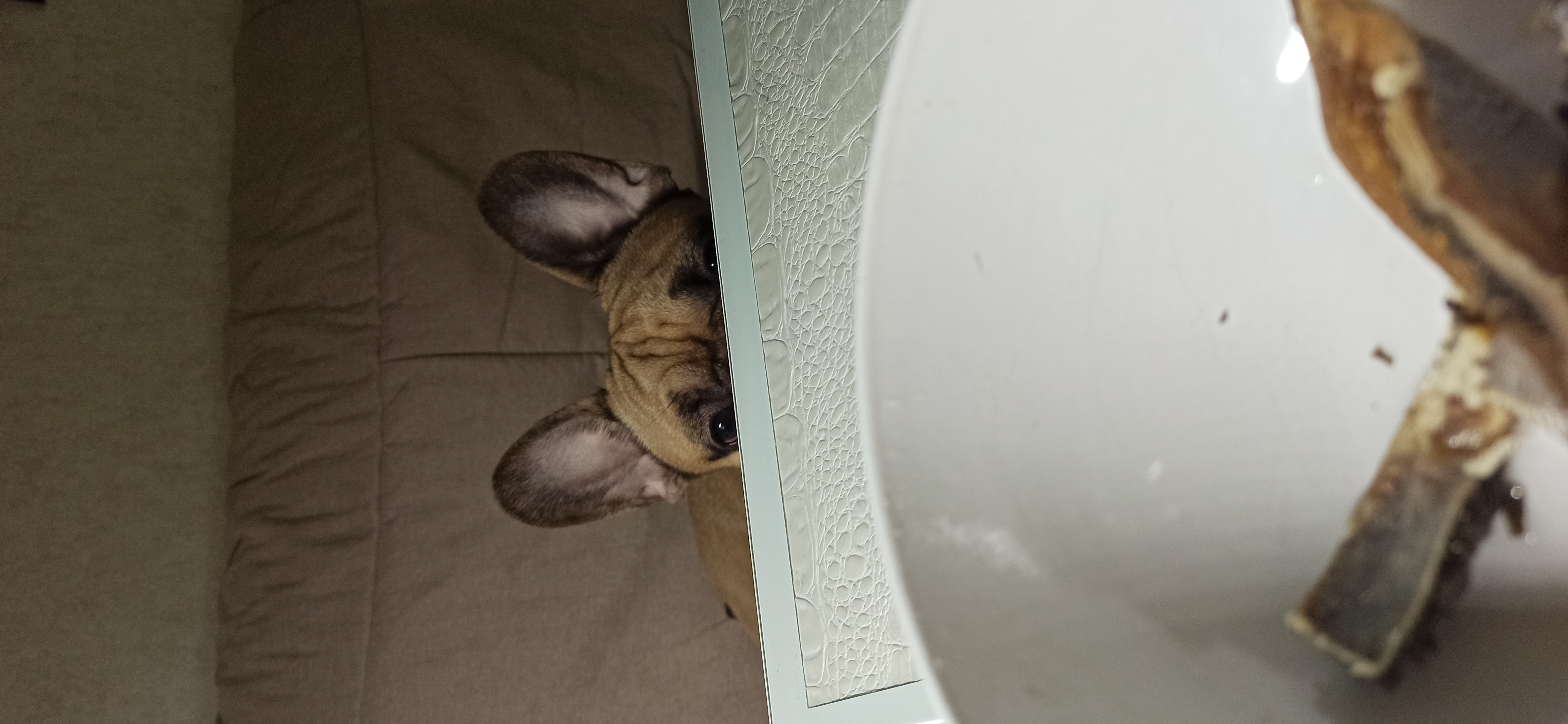 Фото питомца: французский бульдог Жан охотится на говяжий рубец