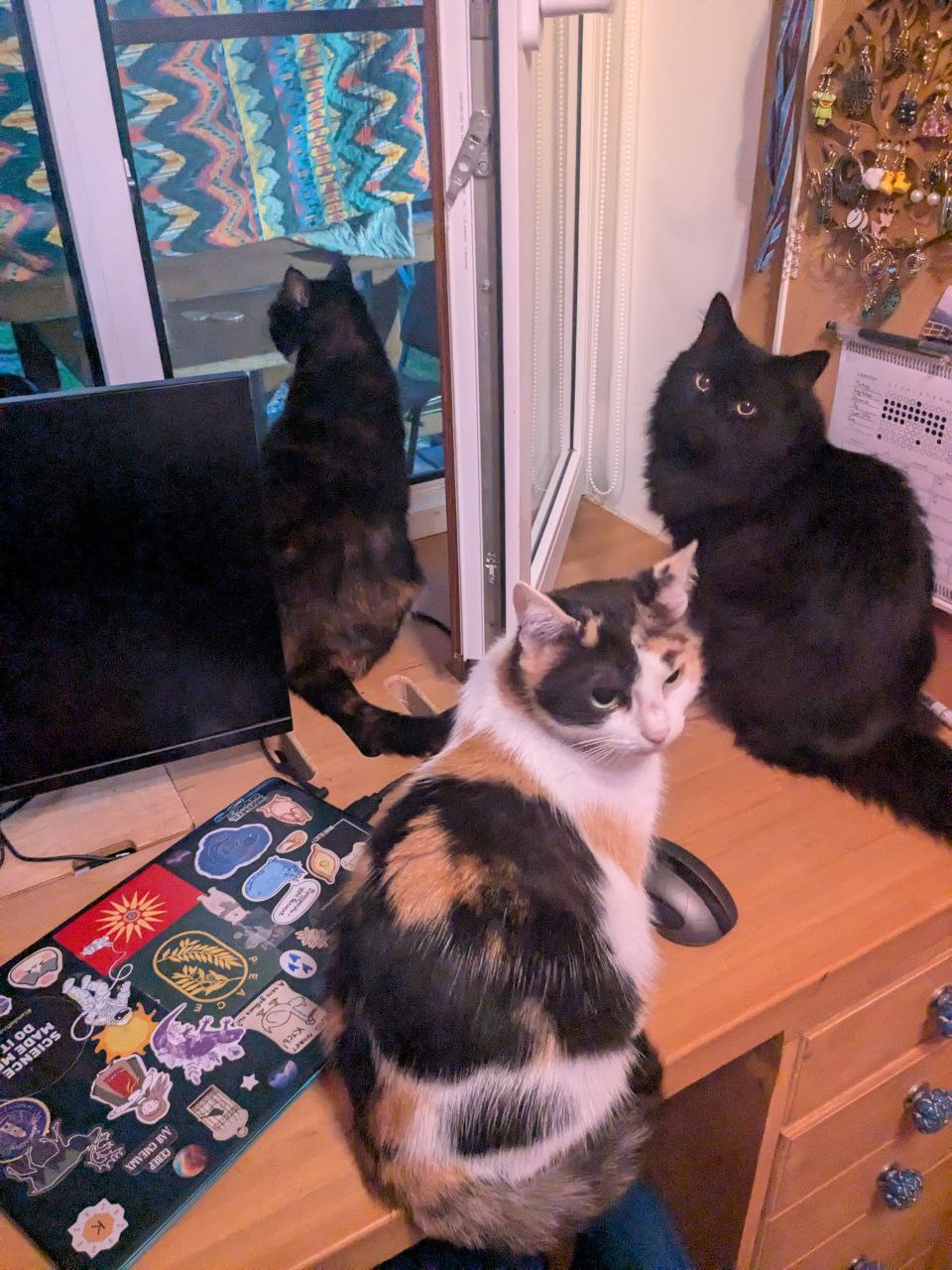 Фото питомцев: кошки Дуся, Кришна и Мотя наслаждаются жизнью