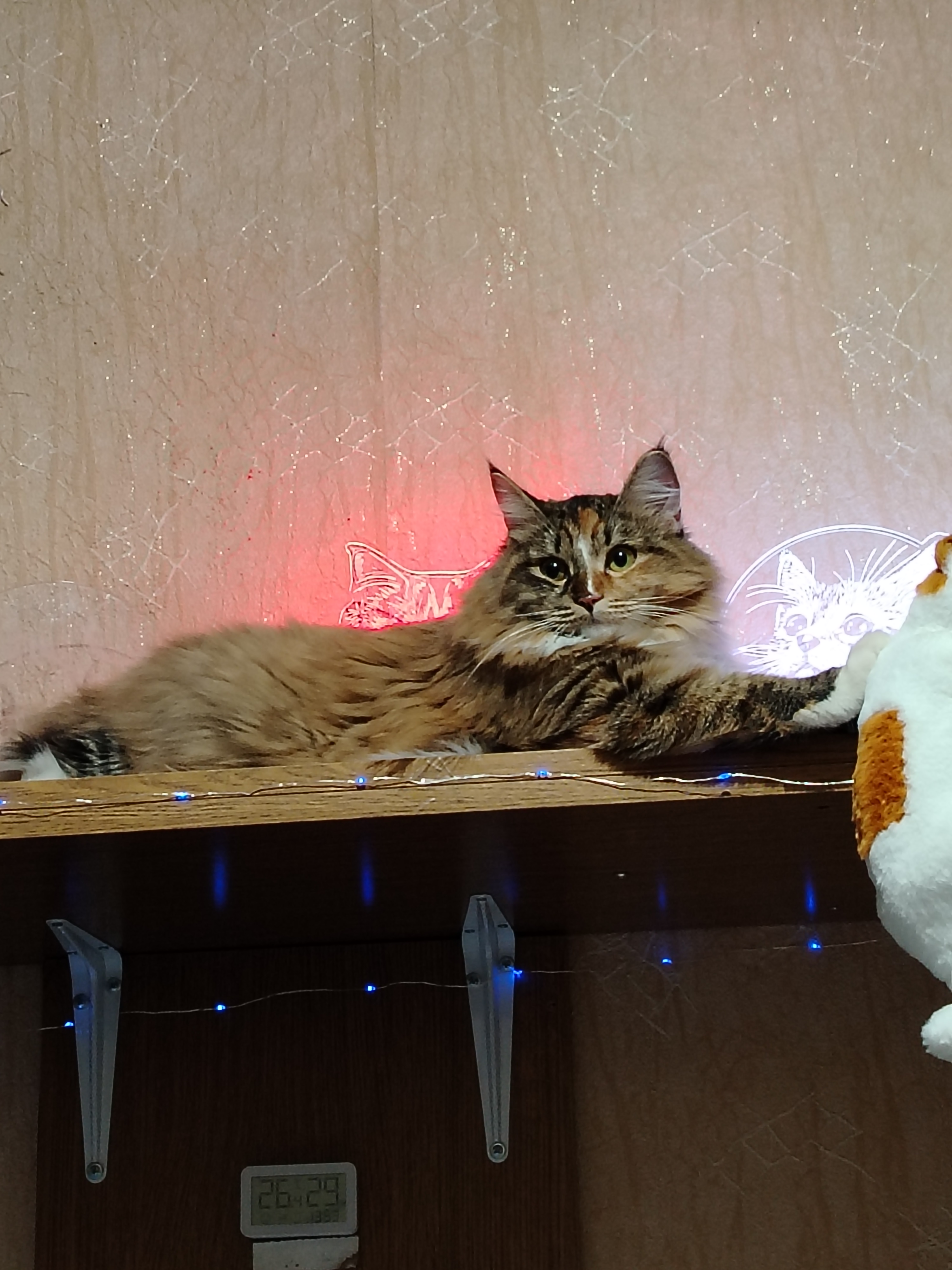 Фото питомца: кошка Масяня на фотосессии