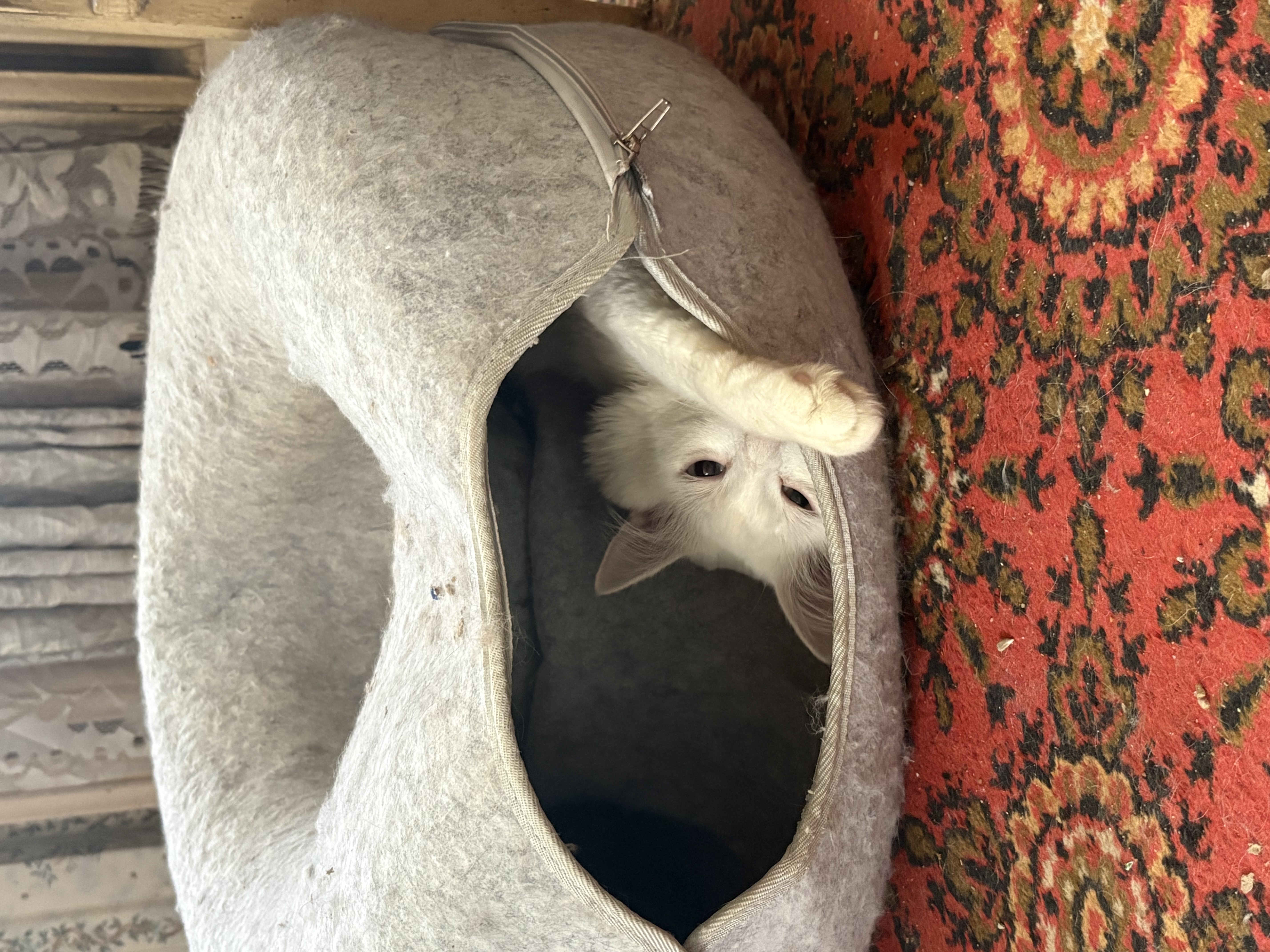 Фото питомца: кот отдыхает в любимом бублике