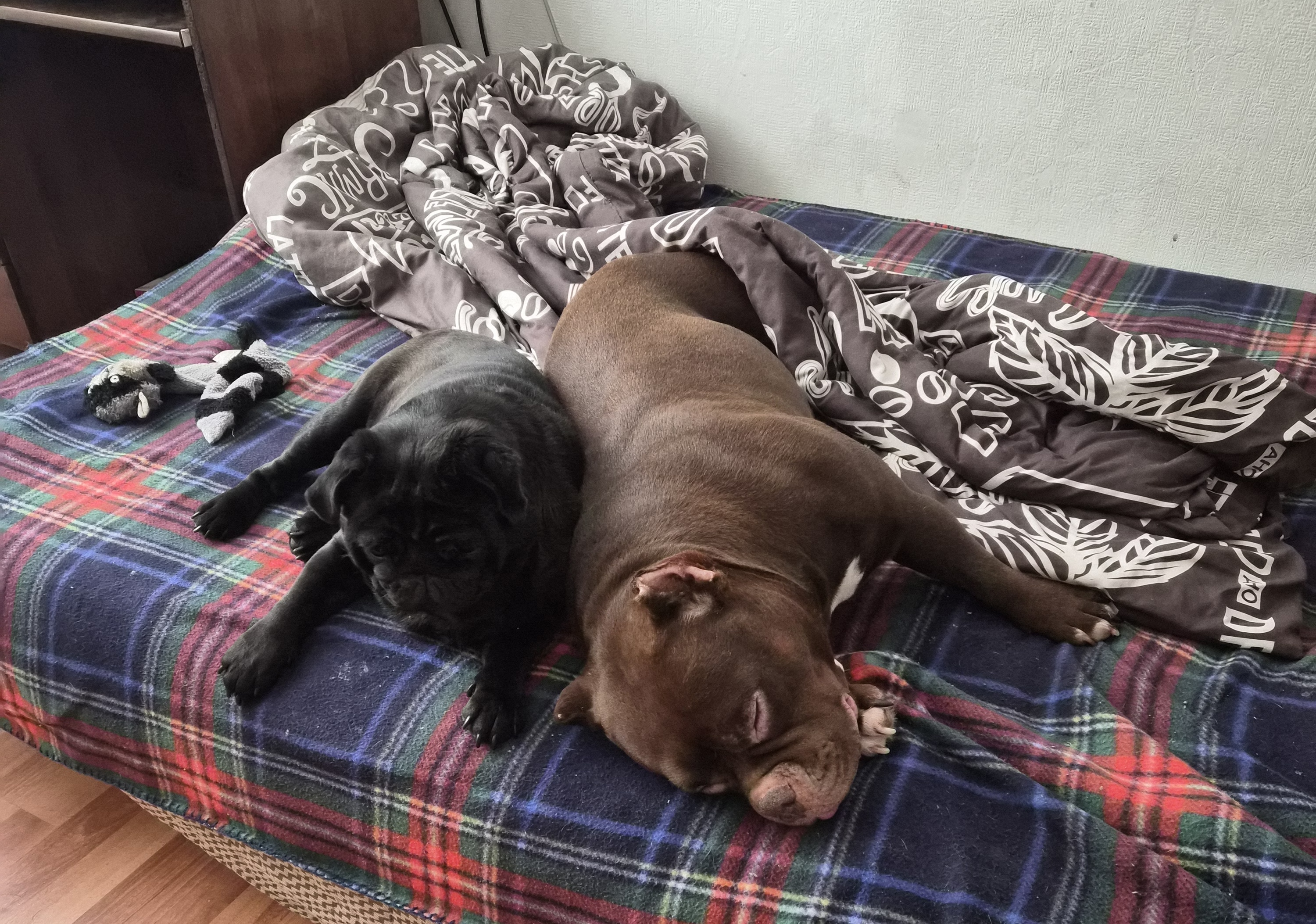 Фото питомцев: пес Бруно охраняет сон собаки Евы