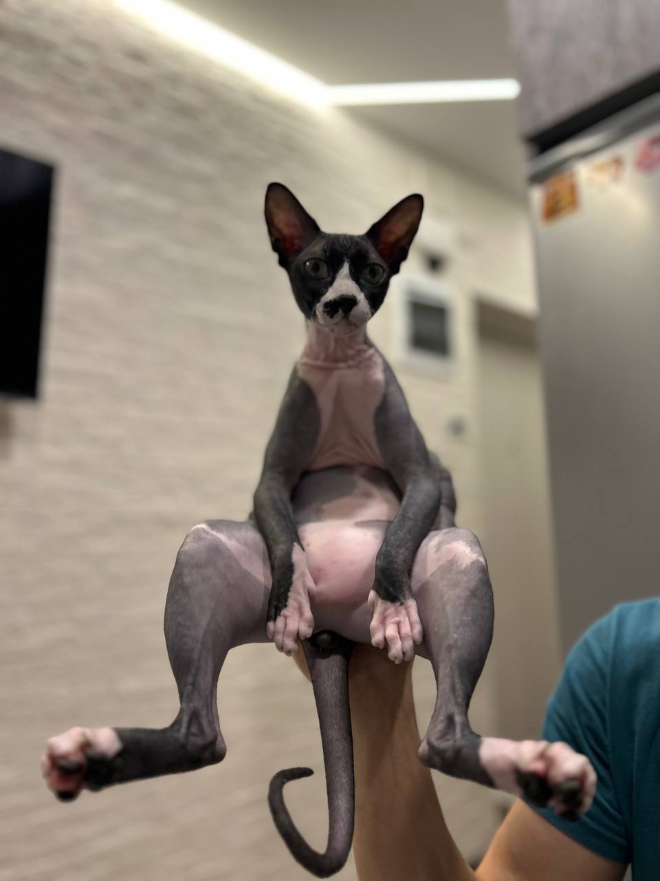 Фото питомцев: мейн-куны Алиса, Стефания и Симона и сфинкс Маркус — кошачья банда