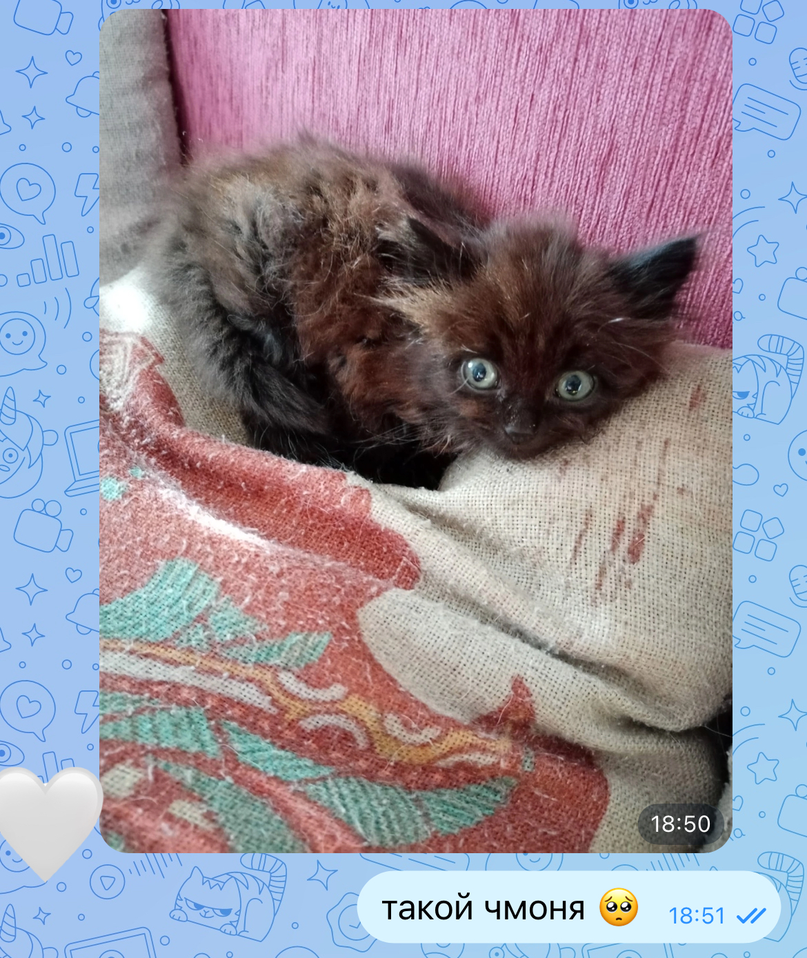 Как мы выбрали имя для кошки Чмони