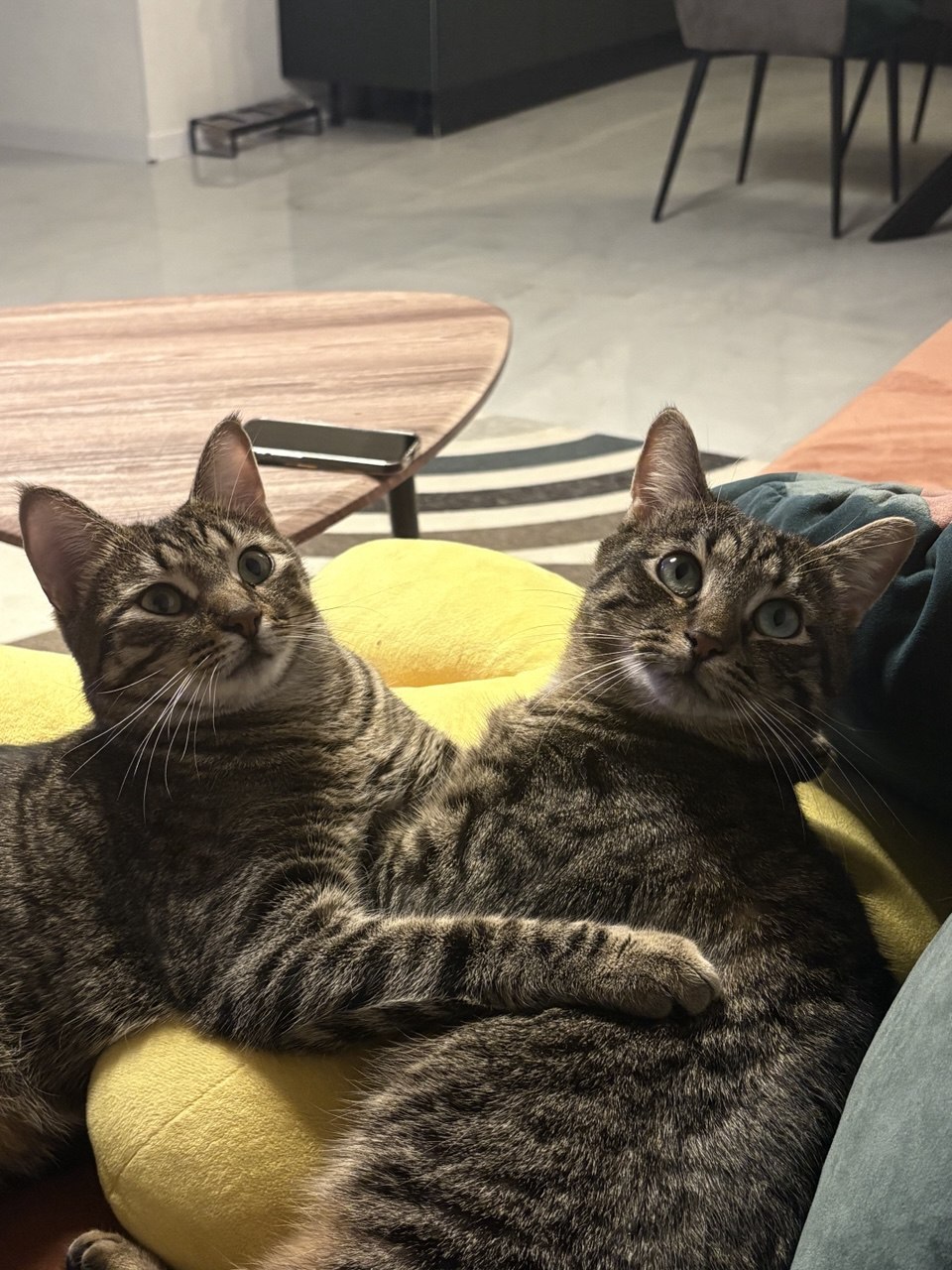 Мы хотели купить породистого кота, а в итоге забрали из приюта двух бродяжек