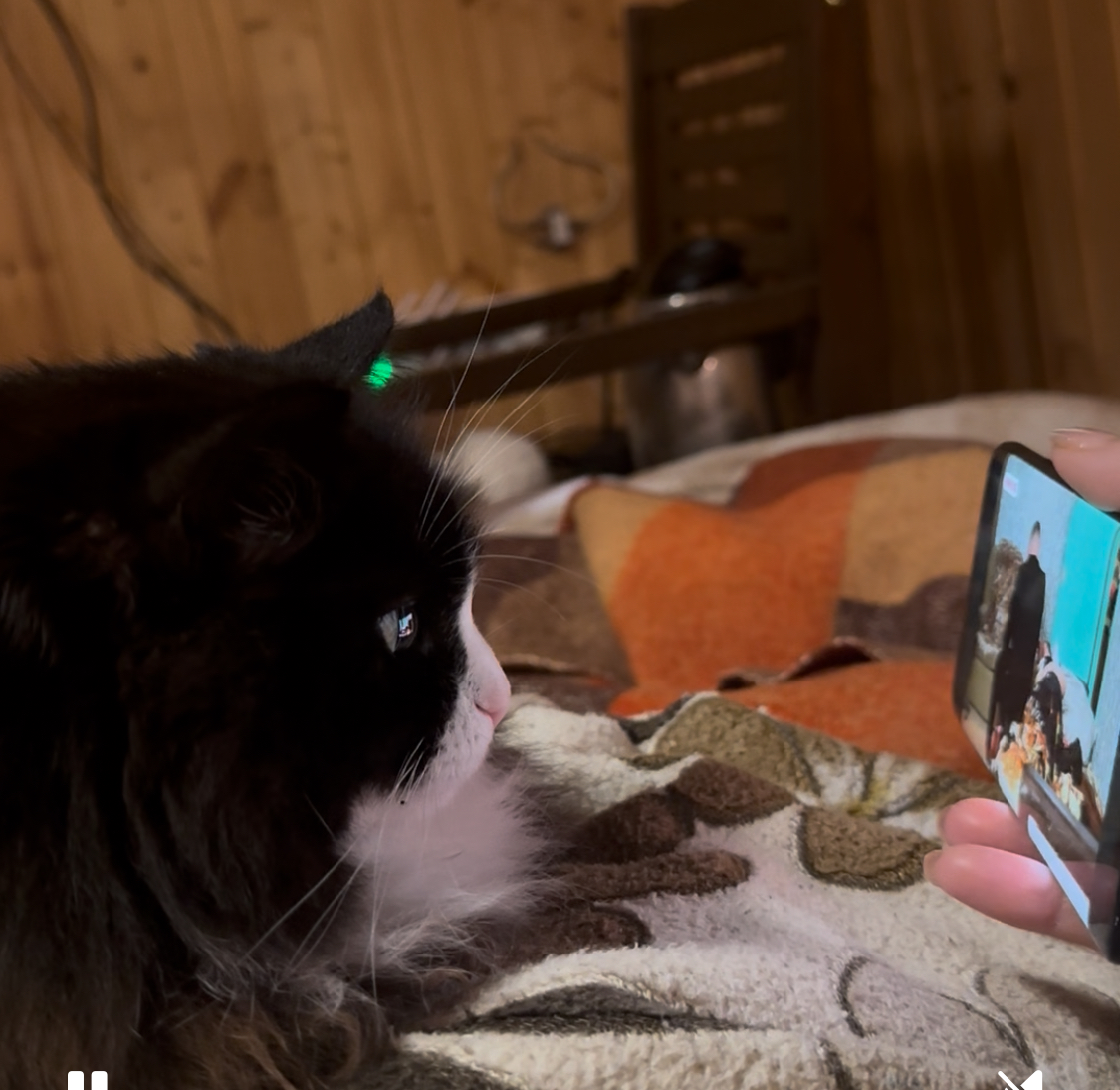 Фото питомца: кошка Маруся смотрит передачу «Беременна в 16»