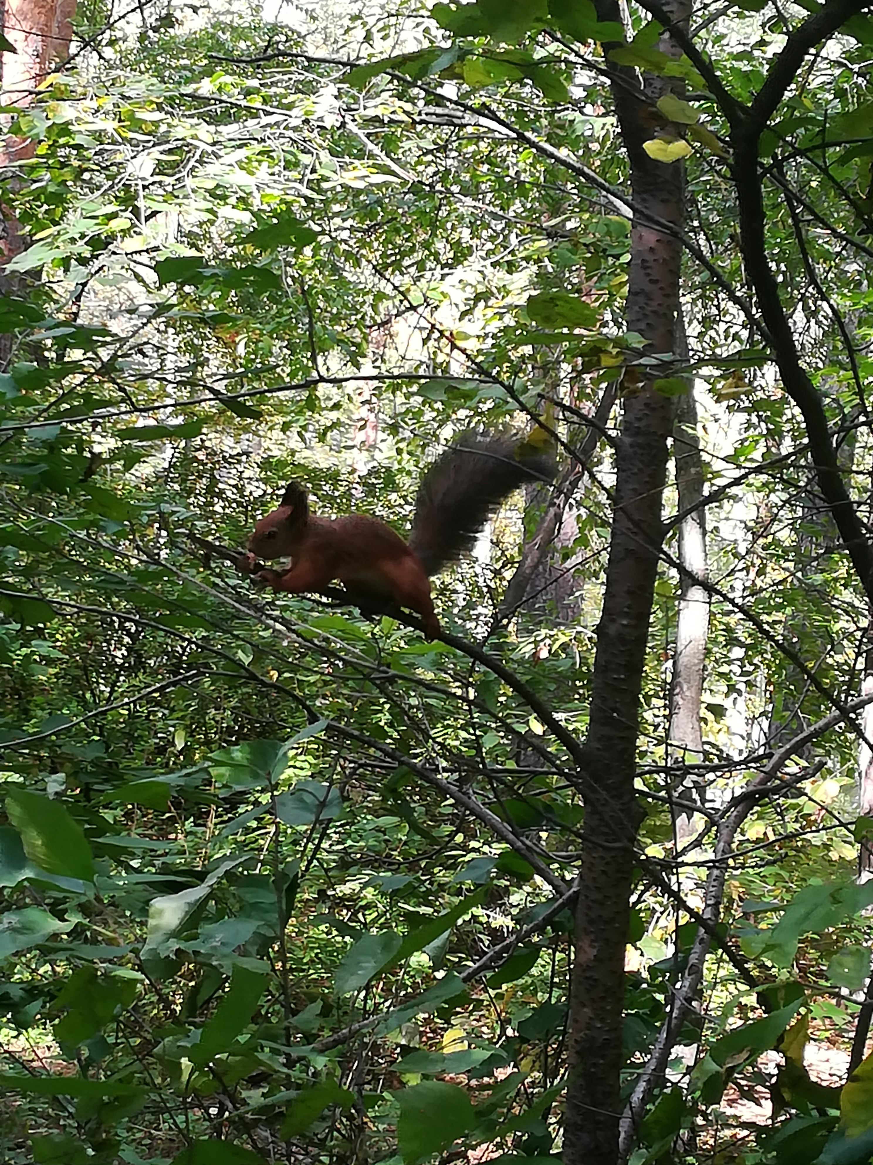 Фото питомцев: ореховый ажиотаж среди бельчат