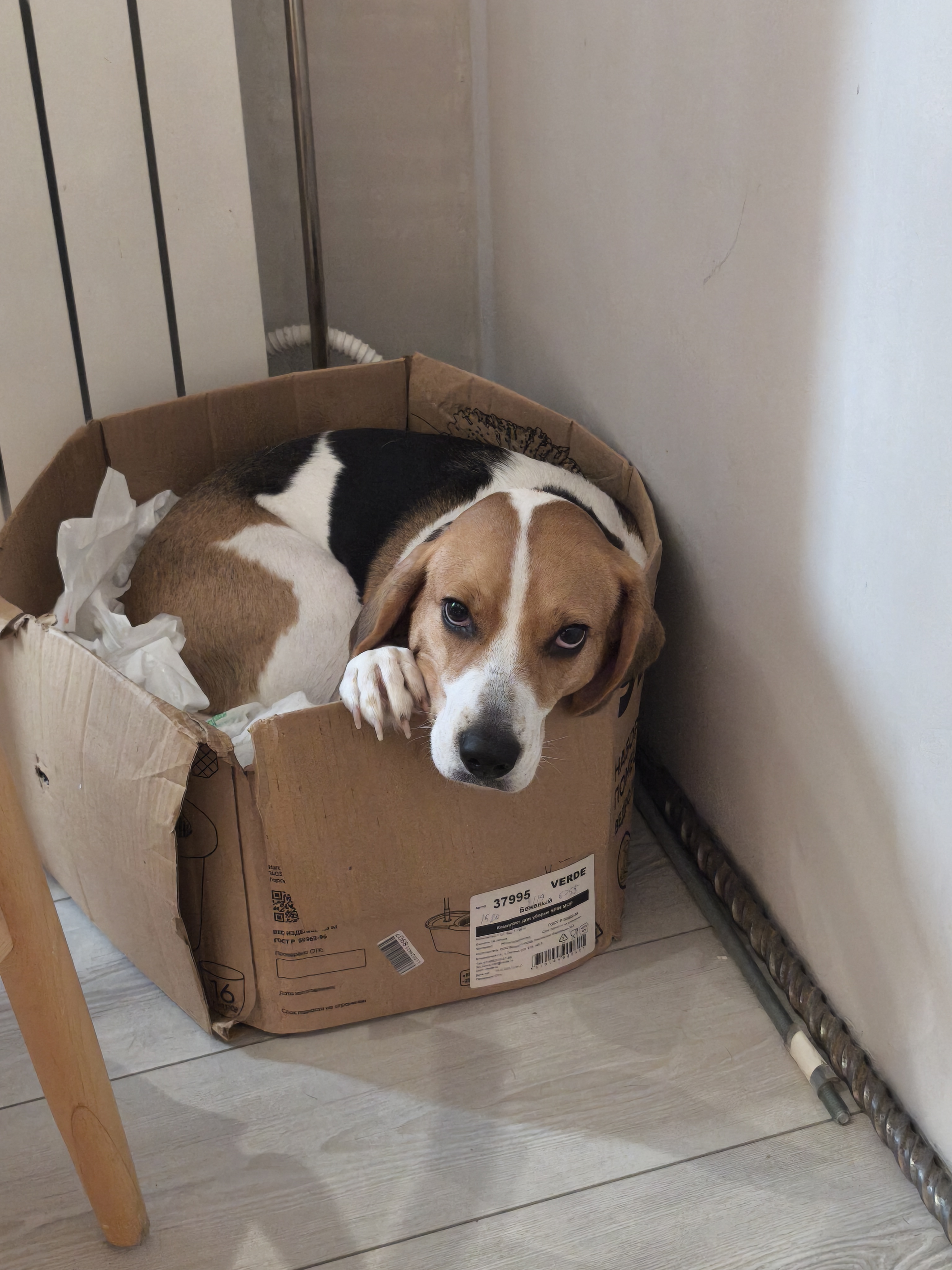 Фото питомца: бигль Гера любит сидеть на руках и спать в коробке, когда грустно