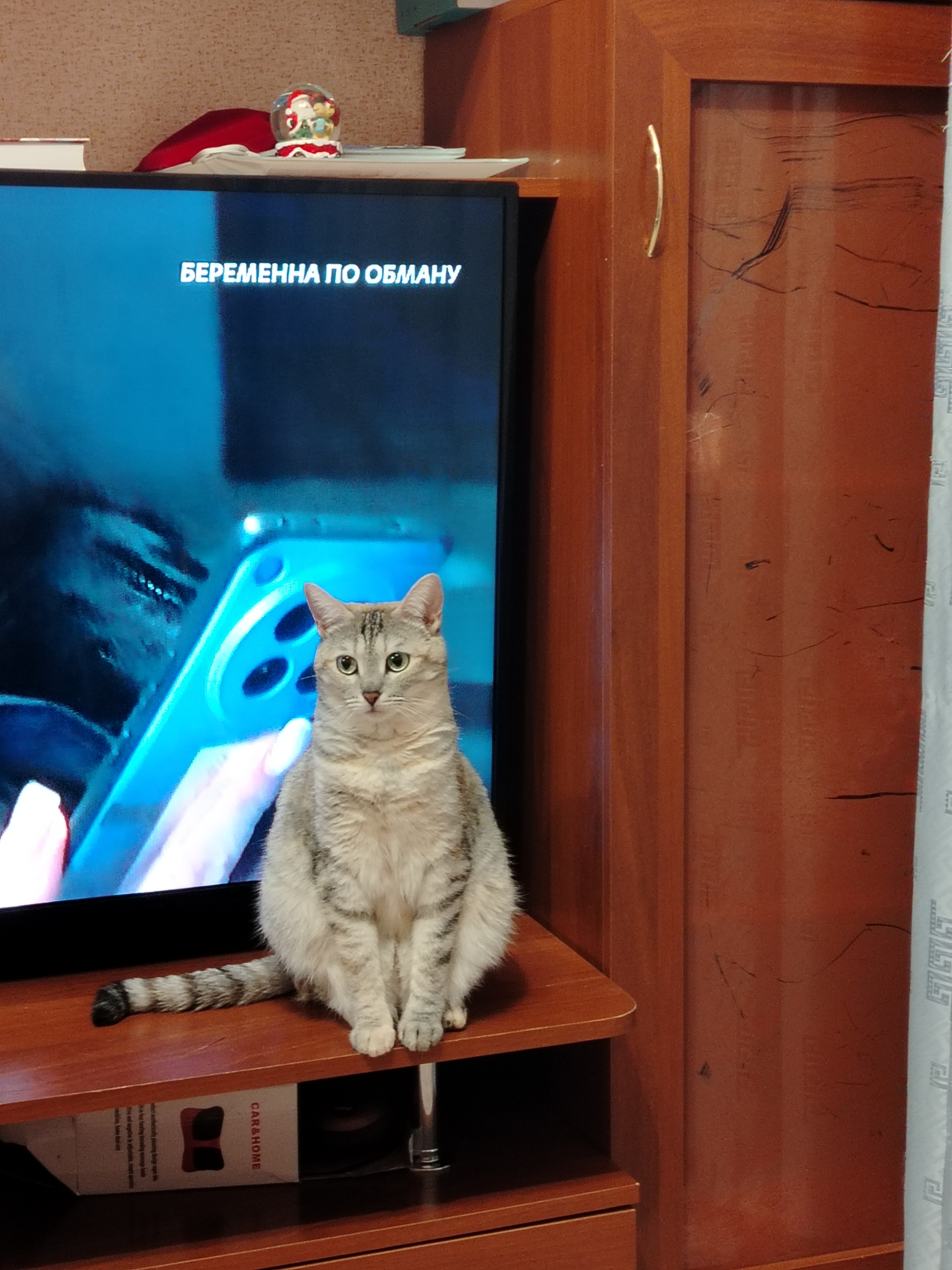 Фото питомца: кошка Соня ждет, когда с ней поиграют