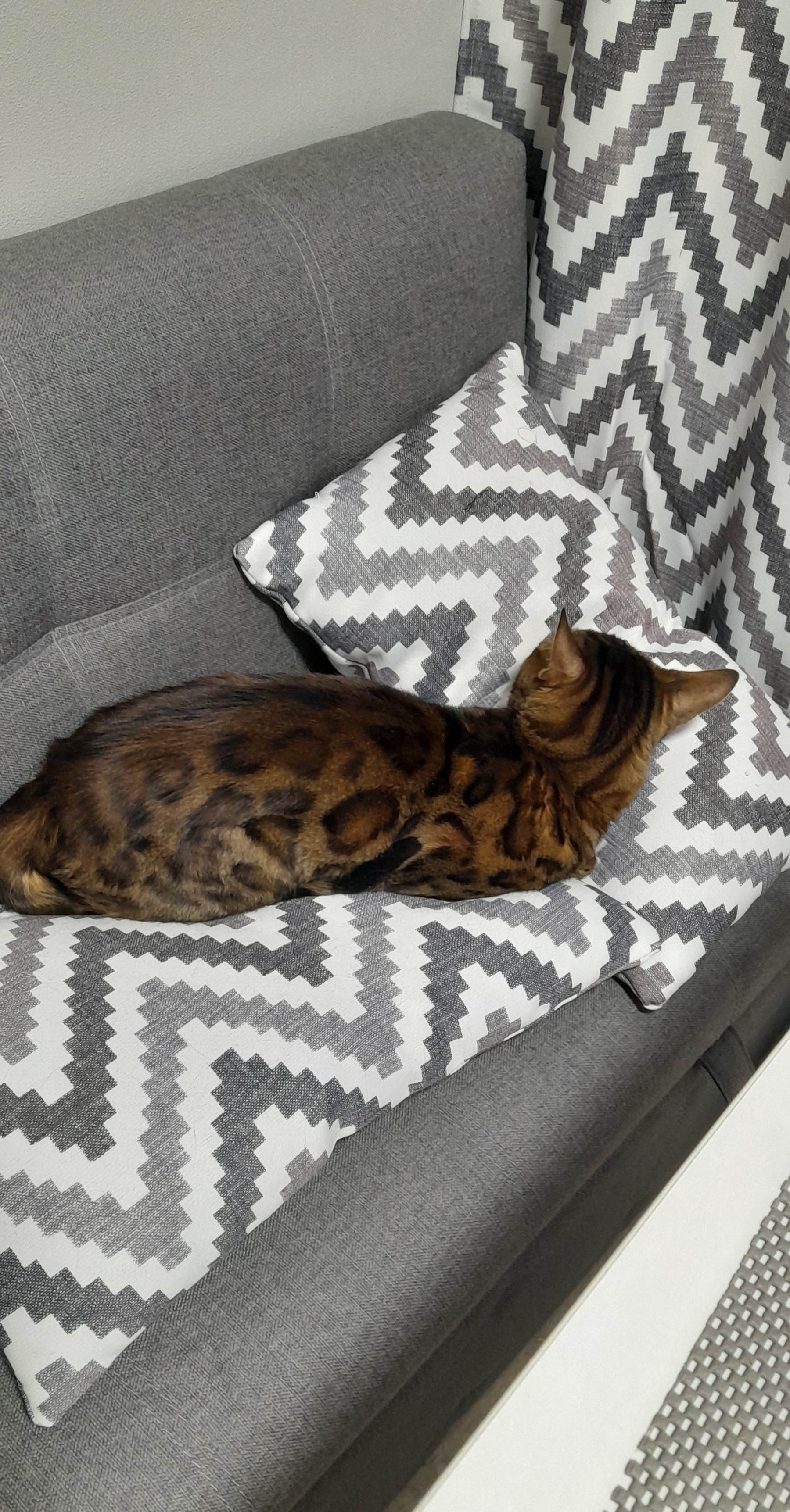 Фото питомца: кот Василий очень любит позировать