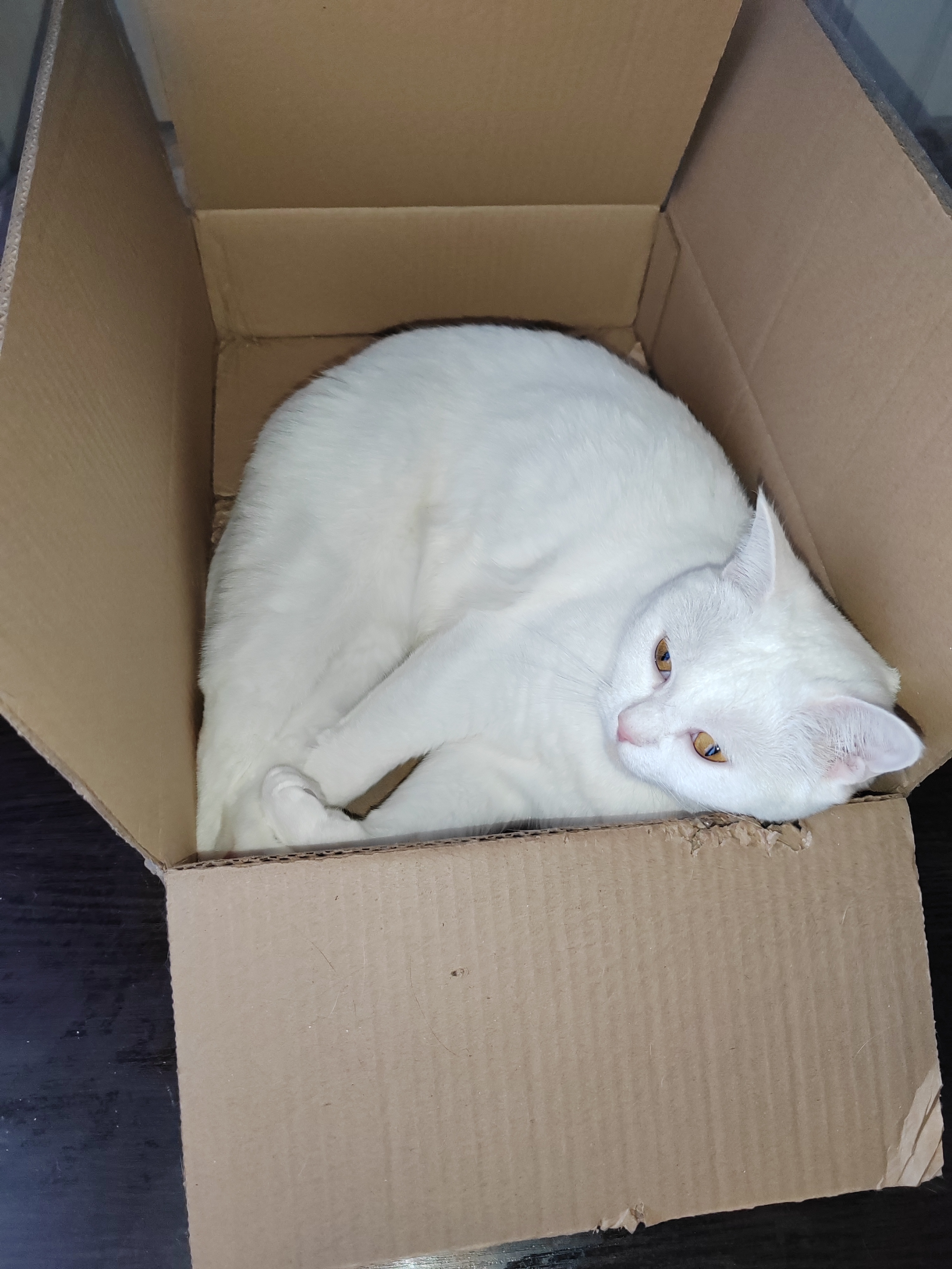 Фото питомца: кошка Юки лежит в коробке и на кровати