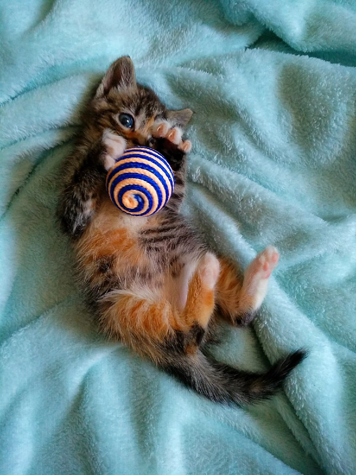 Фото питомца: совсем еще крошка кошка Шерри