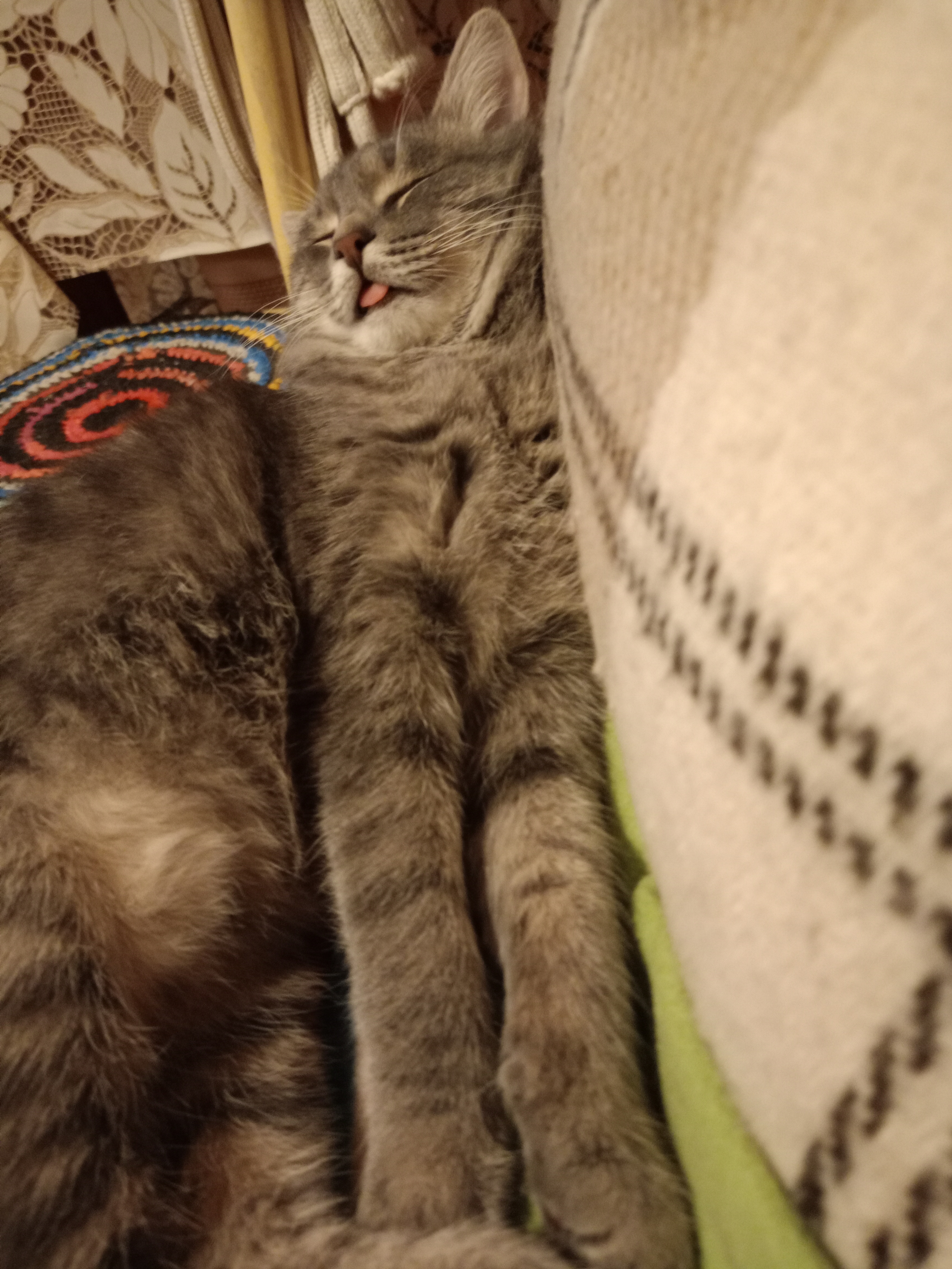 Фото питомца: кот Василий дремлет