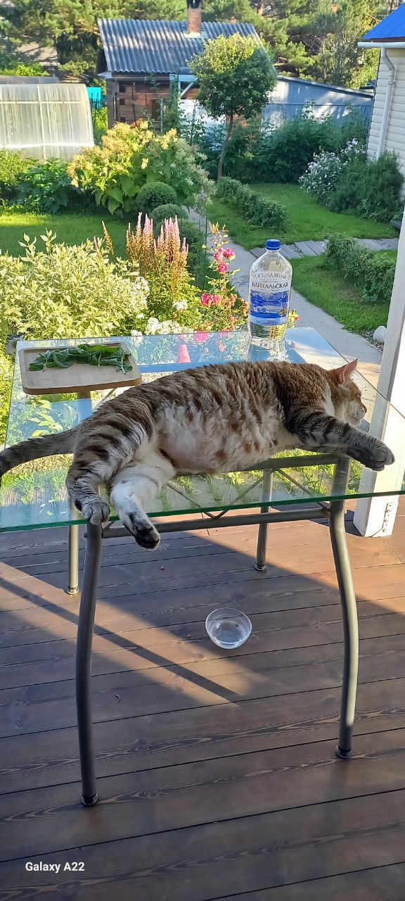 Фото питомца: кот Рысик в летних пейзажах