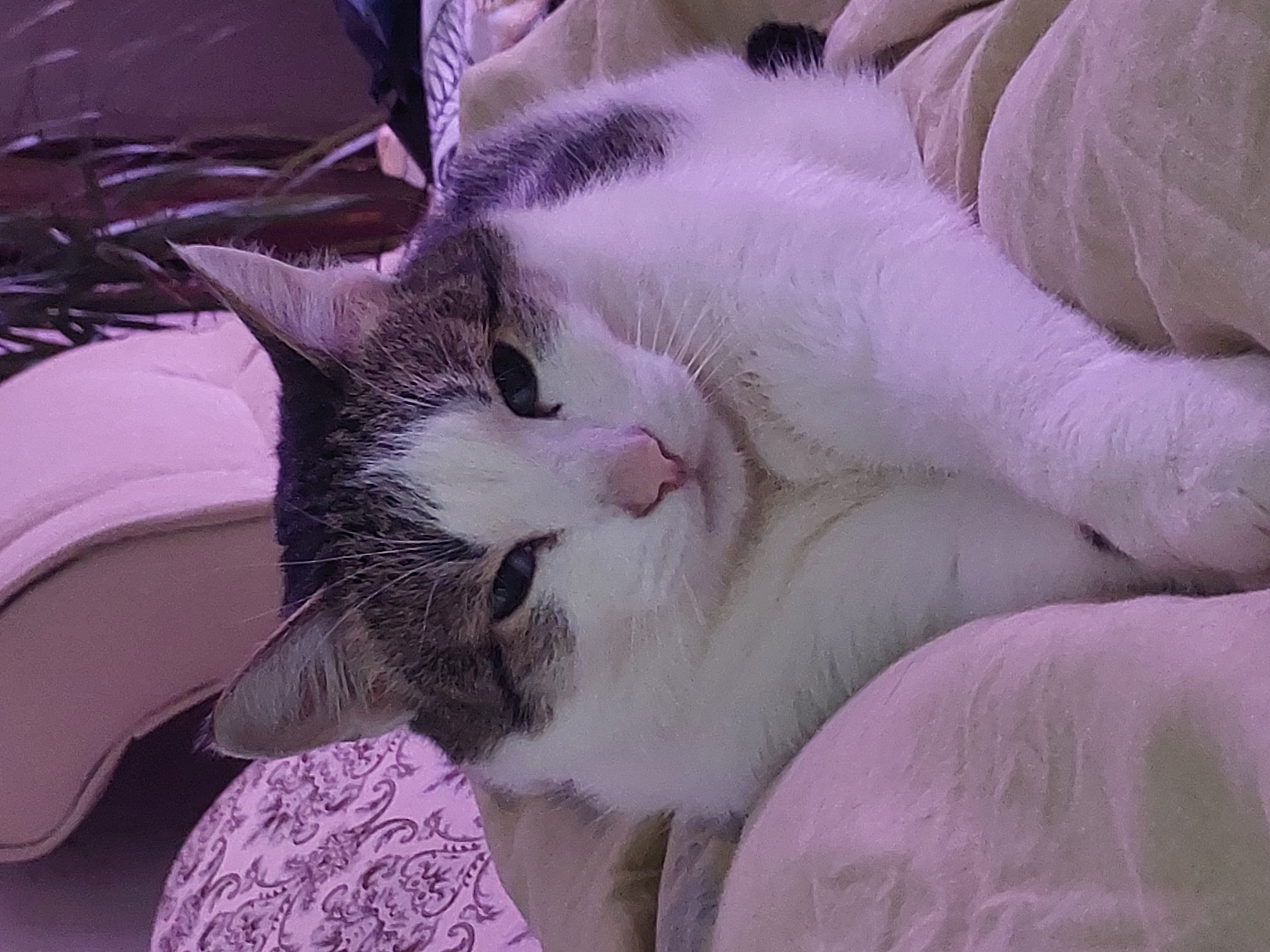 Фото питомцев: кот Кузенька и морские свинки Фросенька и Жозенька