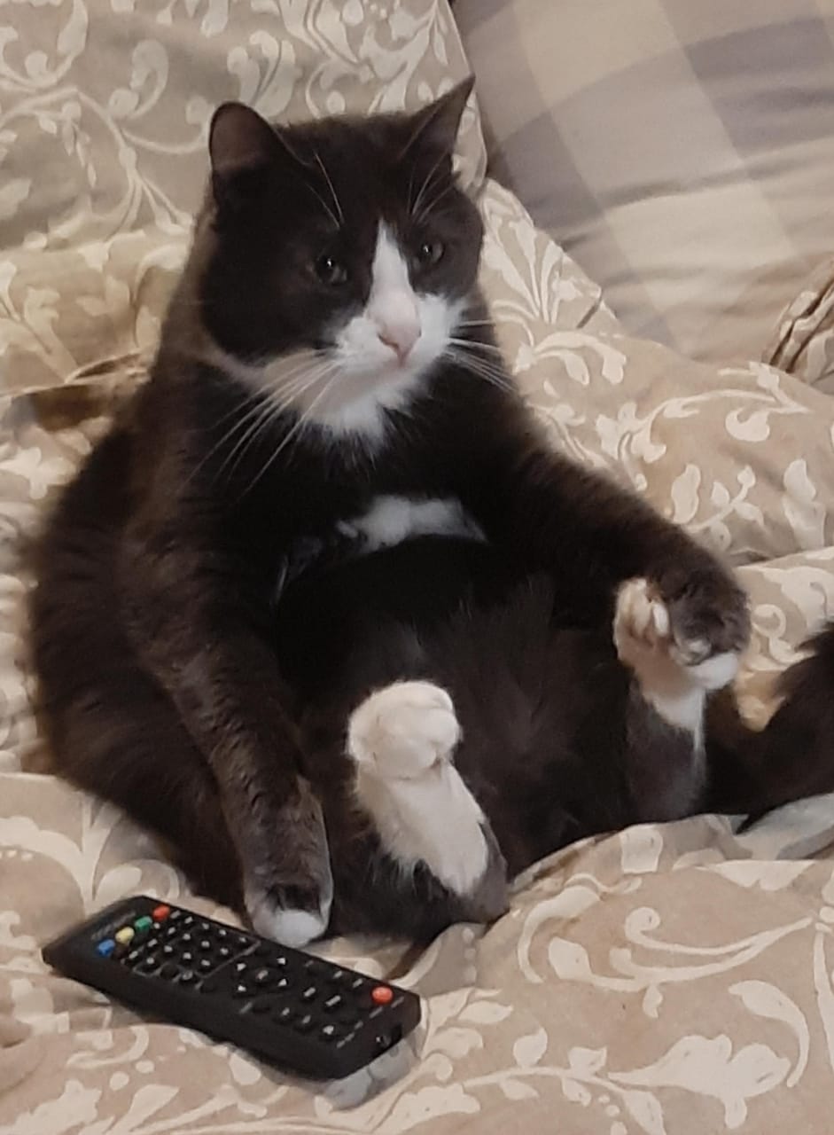 Фото питомца: кот Моисей сидит как человек