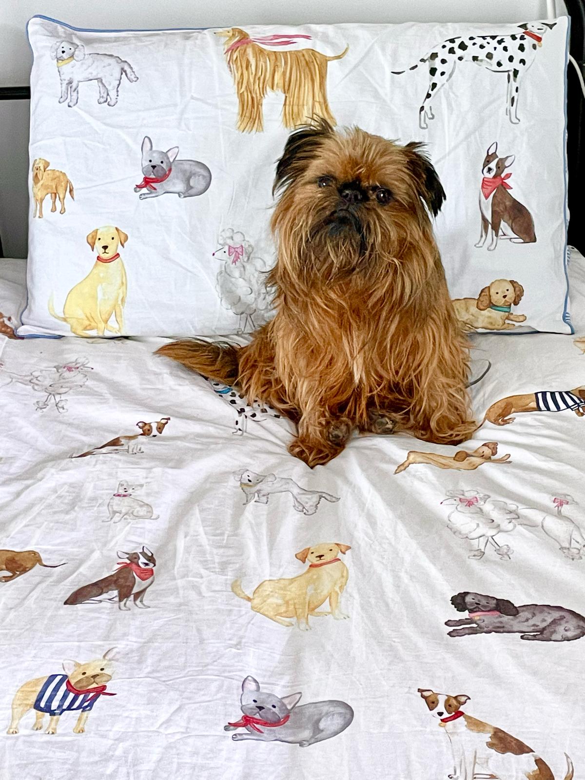 Фото питомца: гриффон Поппи до, во время и после дня рождения