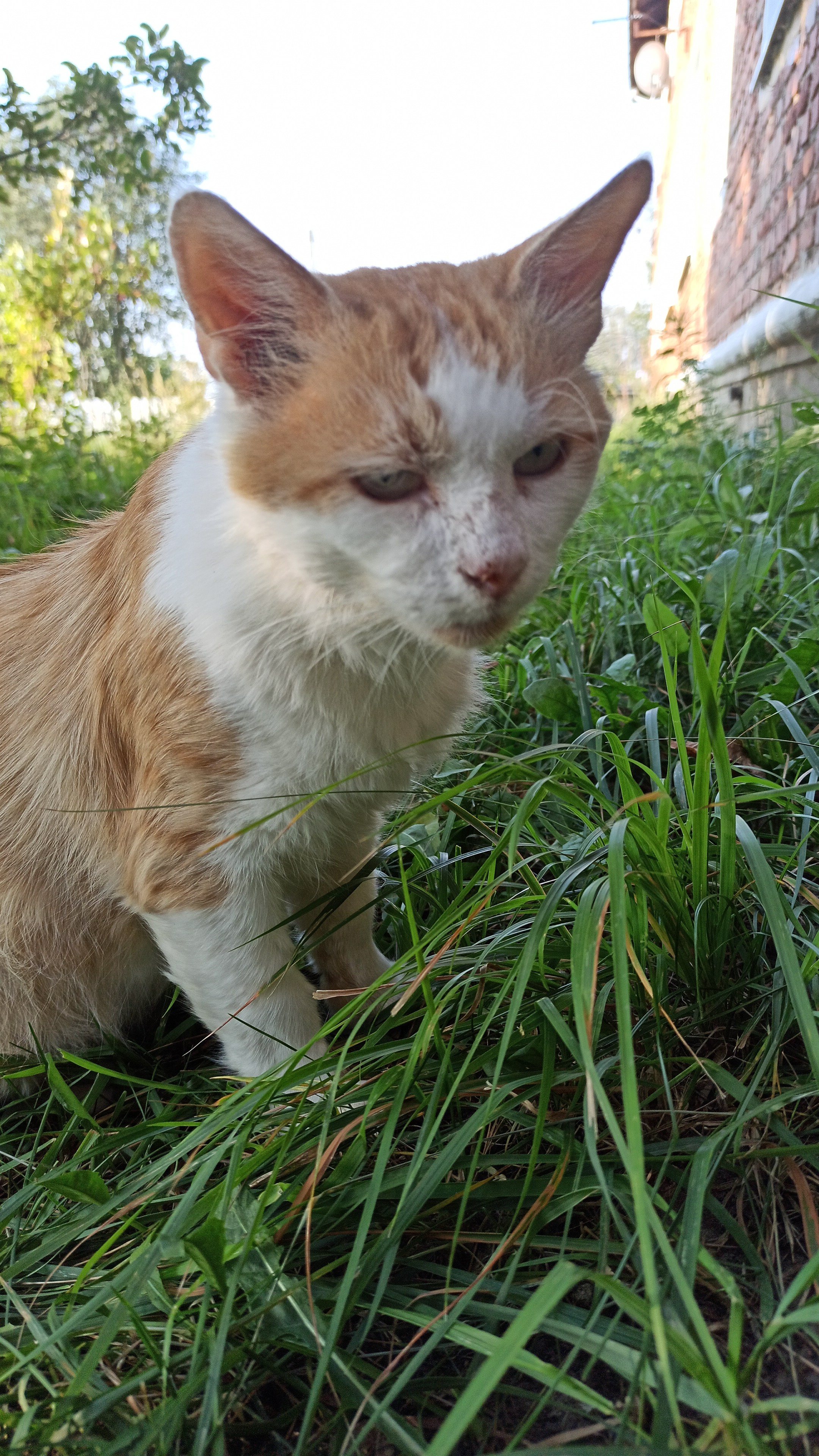 До и после: кот Тиха был уличным, а стал домашним