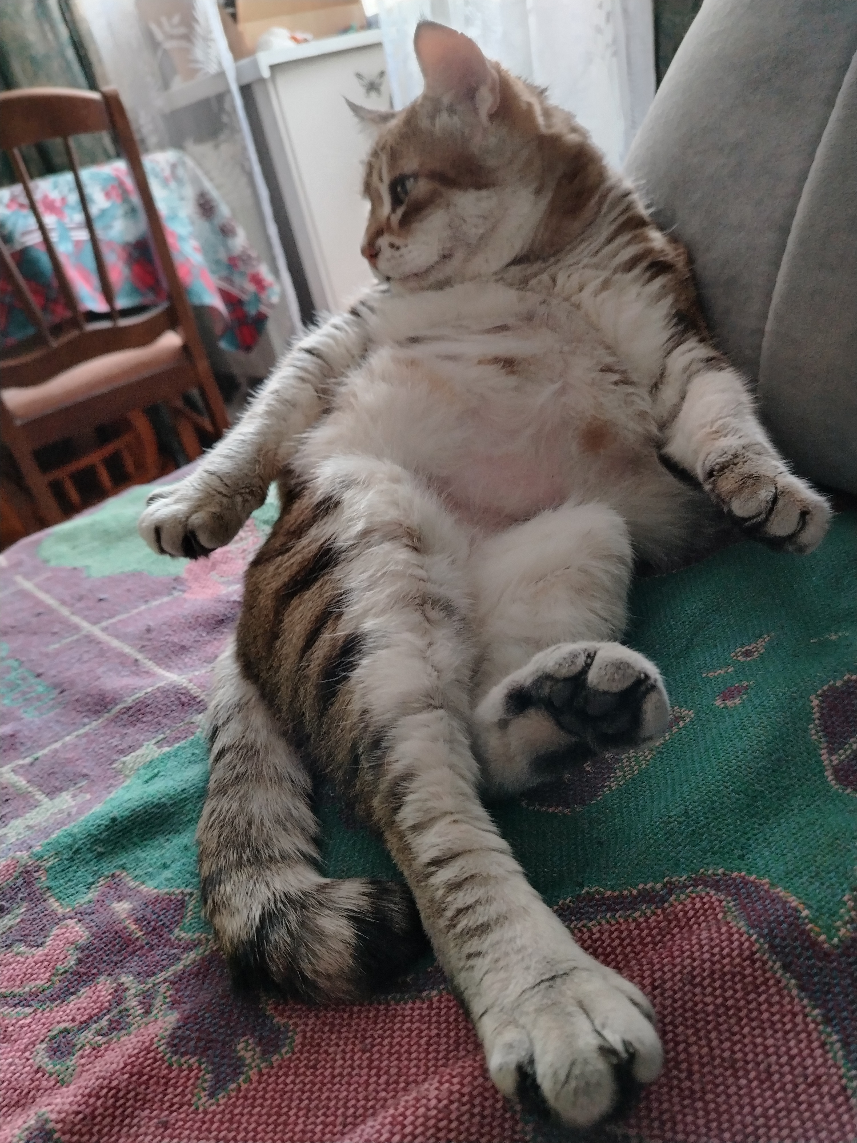 Фото питомца: кот Рысенька изящен до умиления