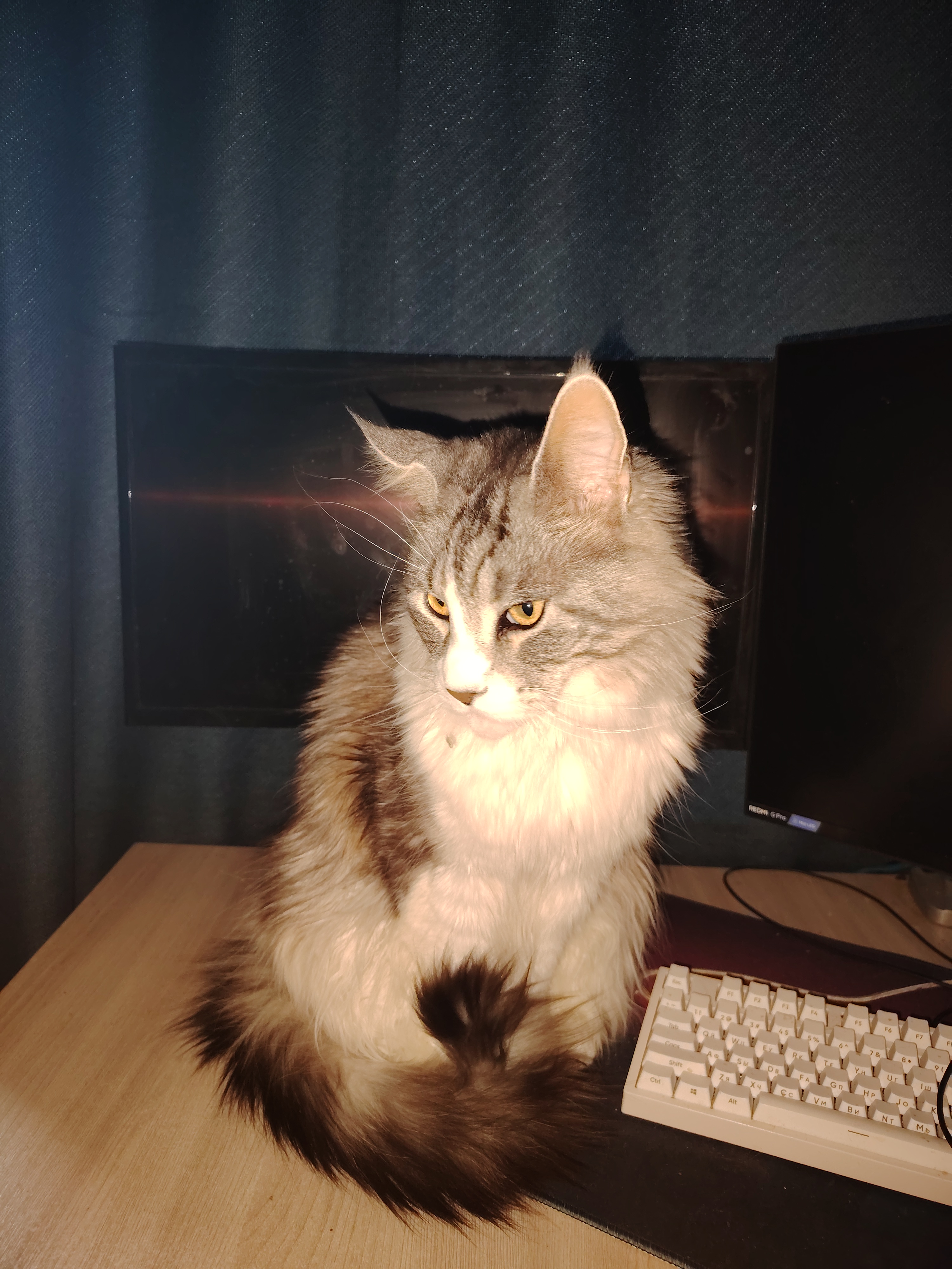Фото питомца: кот Локи занял рабочее место
