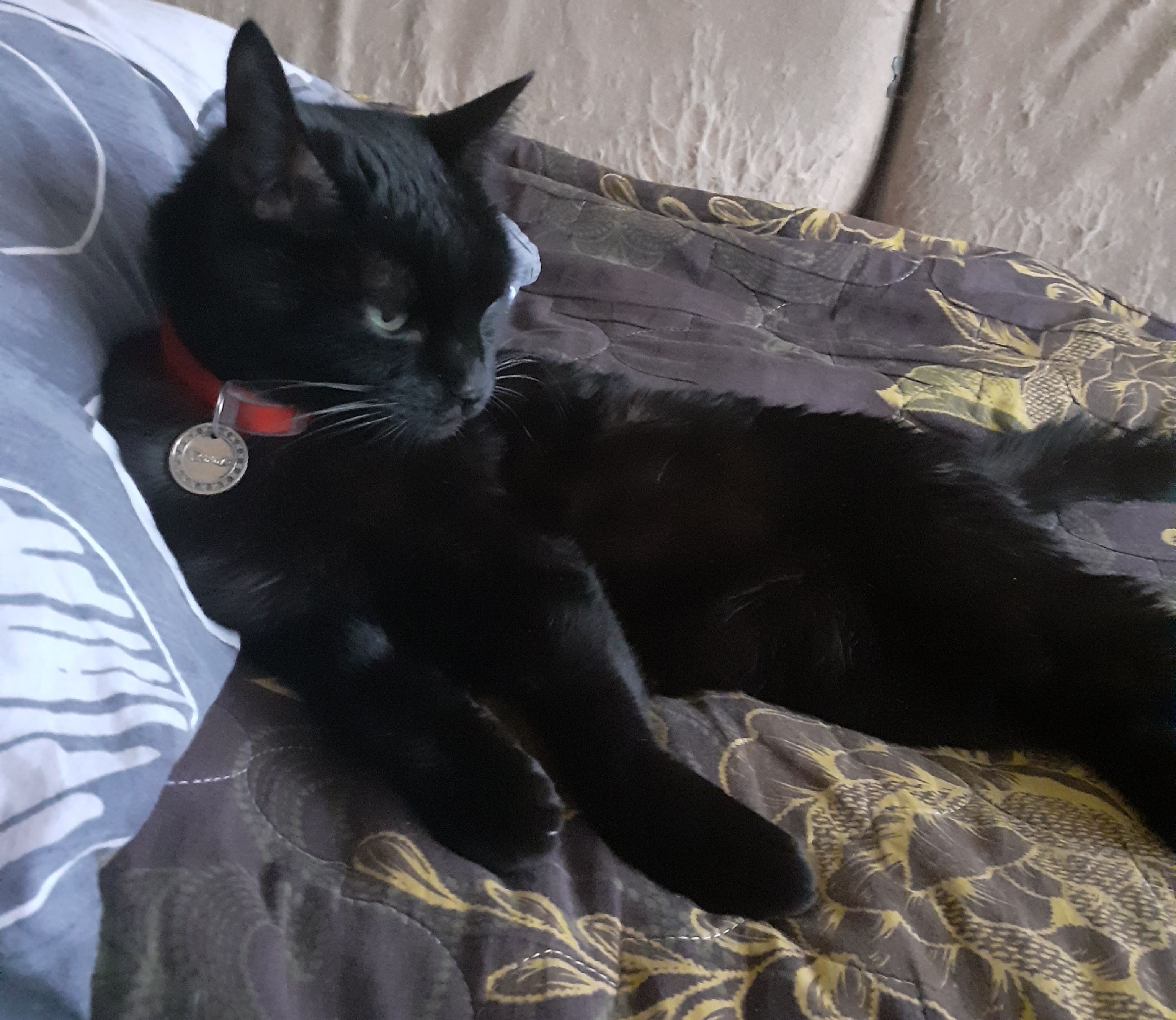 Фото питомца: кот Феликс отдыхает не хуже хозяина