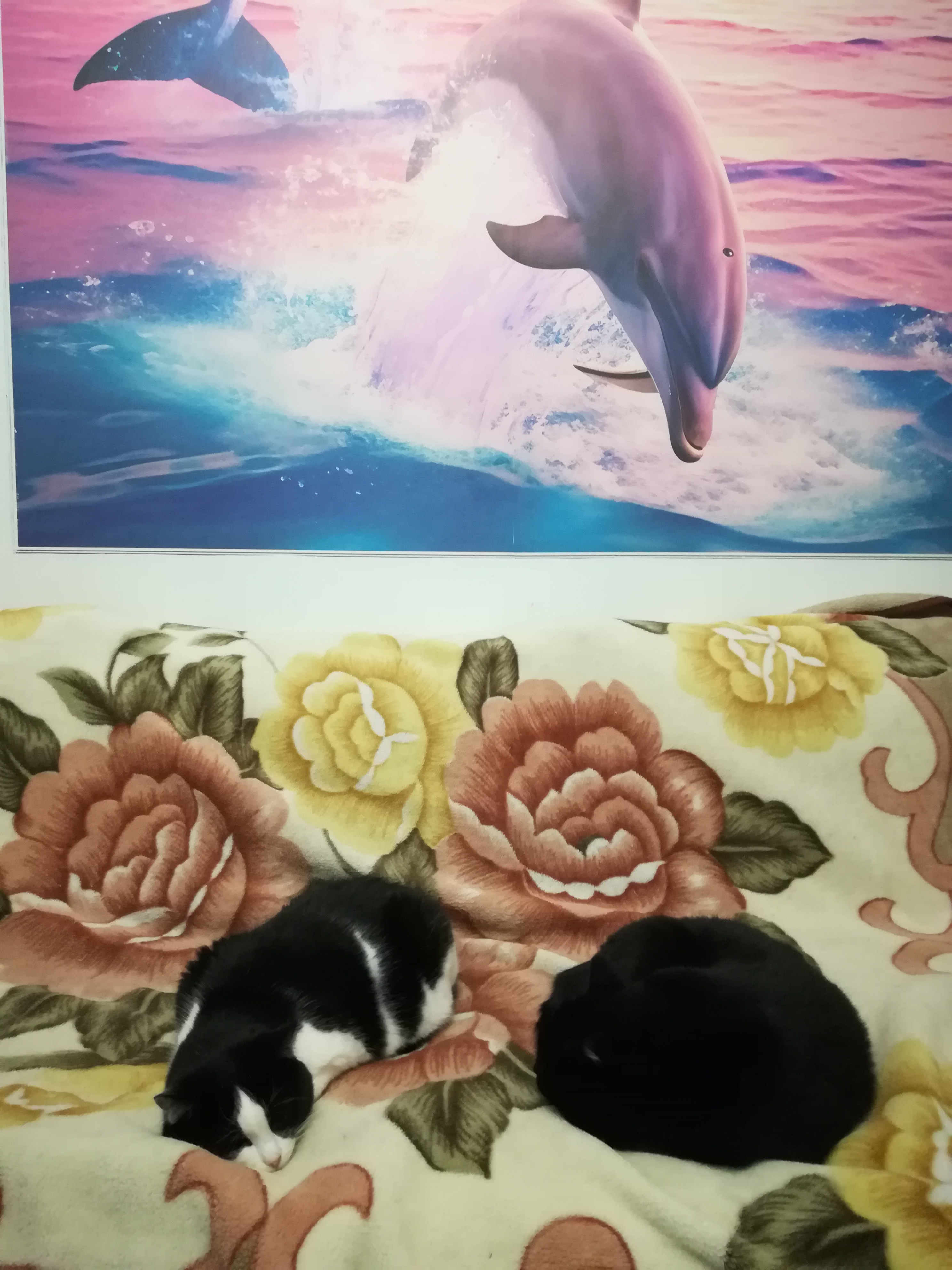 Фото питомцев: дельфин Пауль Шарк направляется прямо в черный комок шерсти