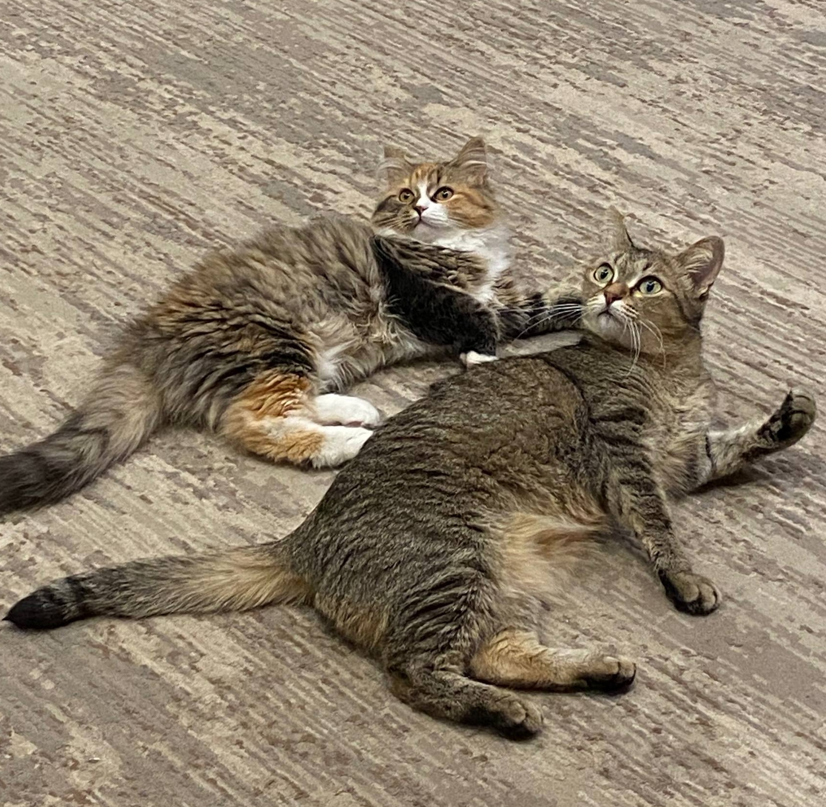 Фото питомцев: коты отдыхают