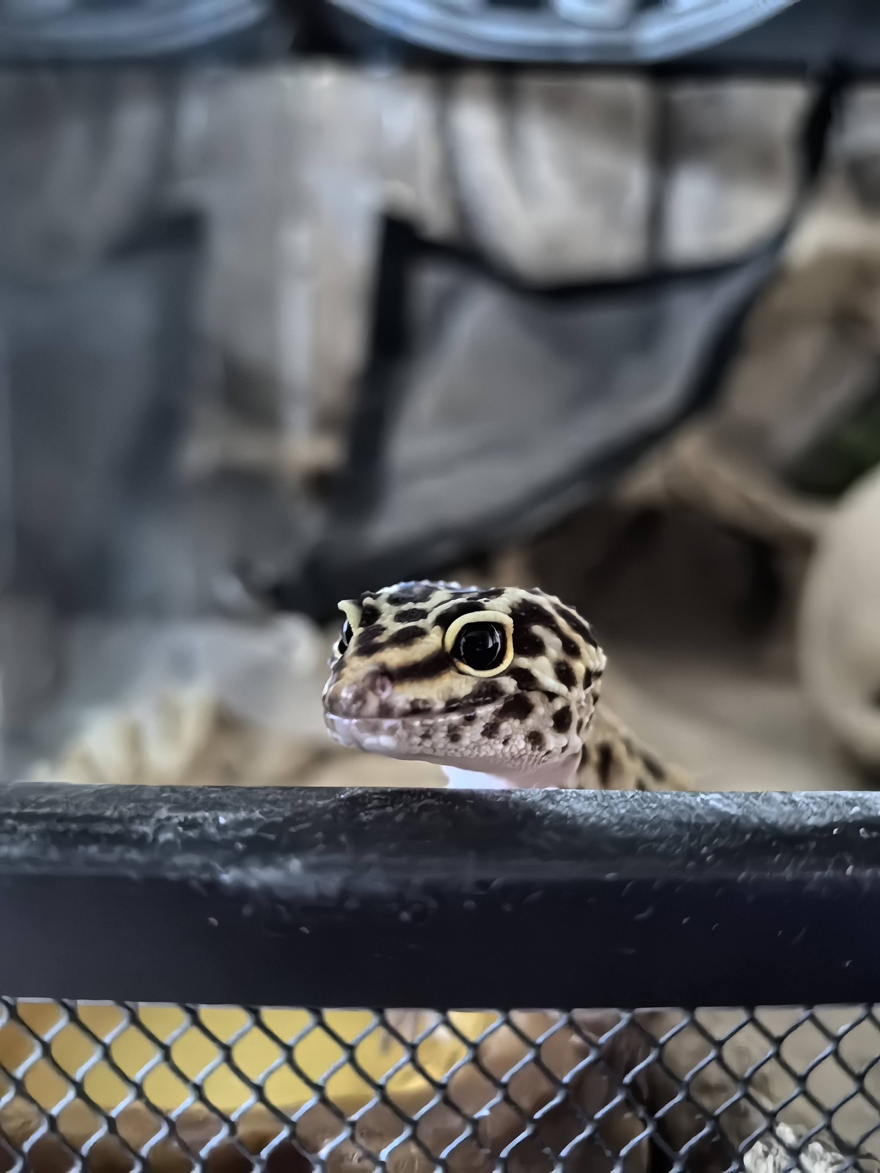 Фото питомца: Эублефар Пи-Пи в ожидании вкусных сверчков