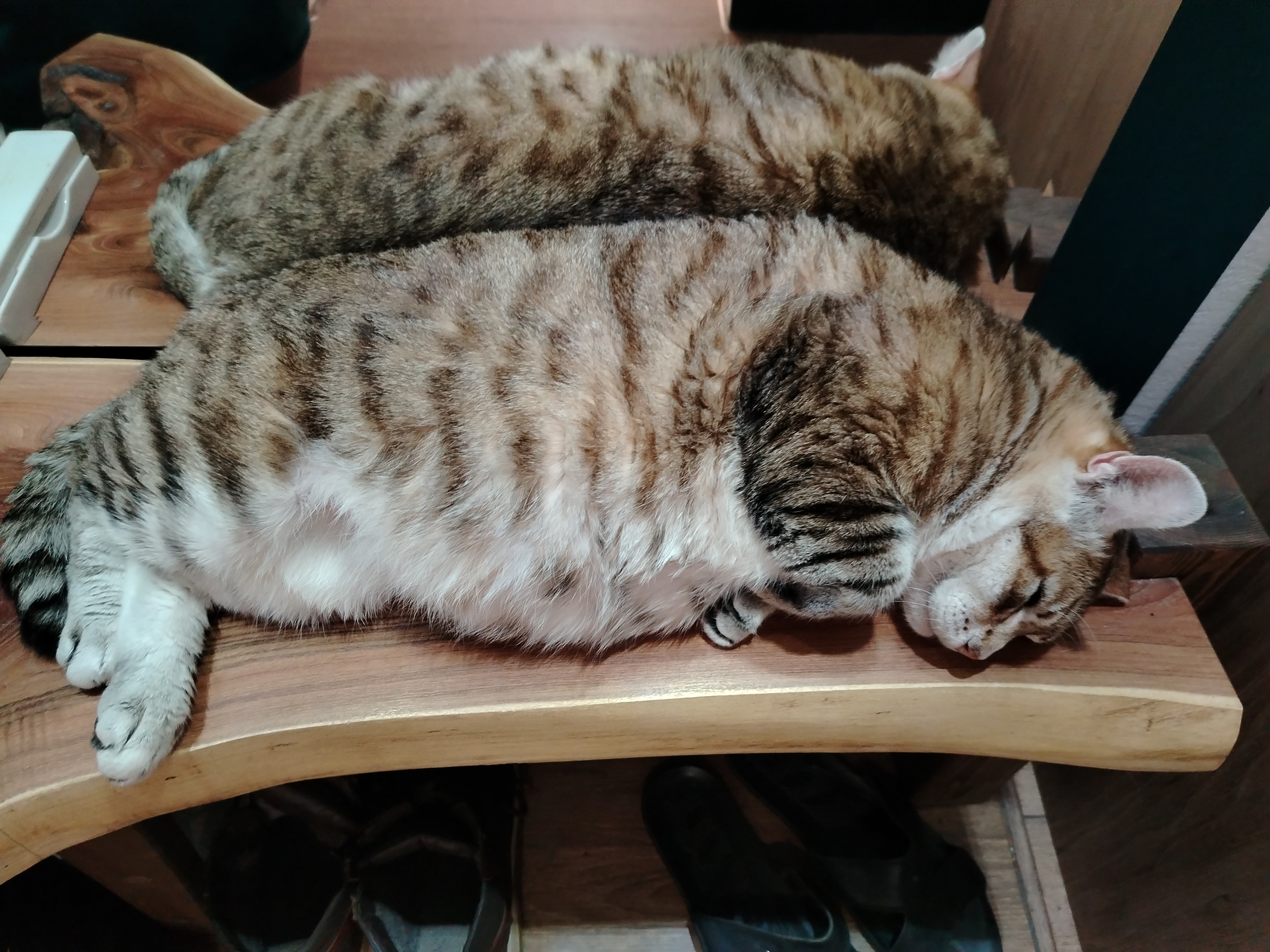 Фото питомца: кот Рысик любое место сделает пригодным для сна