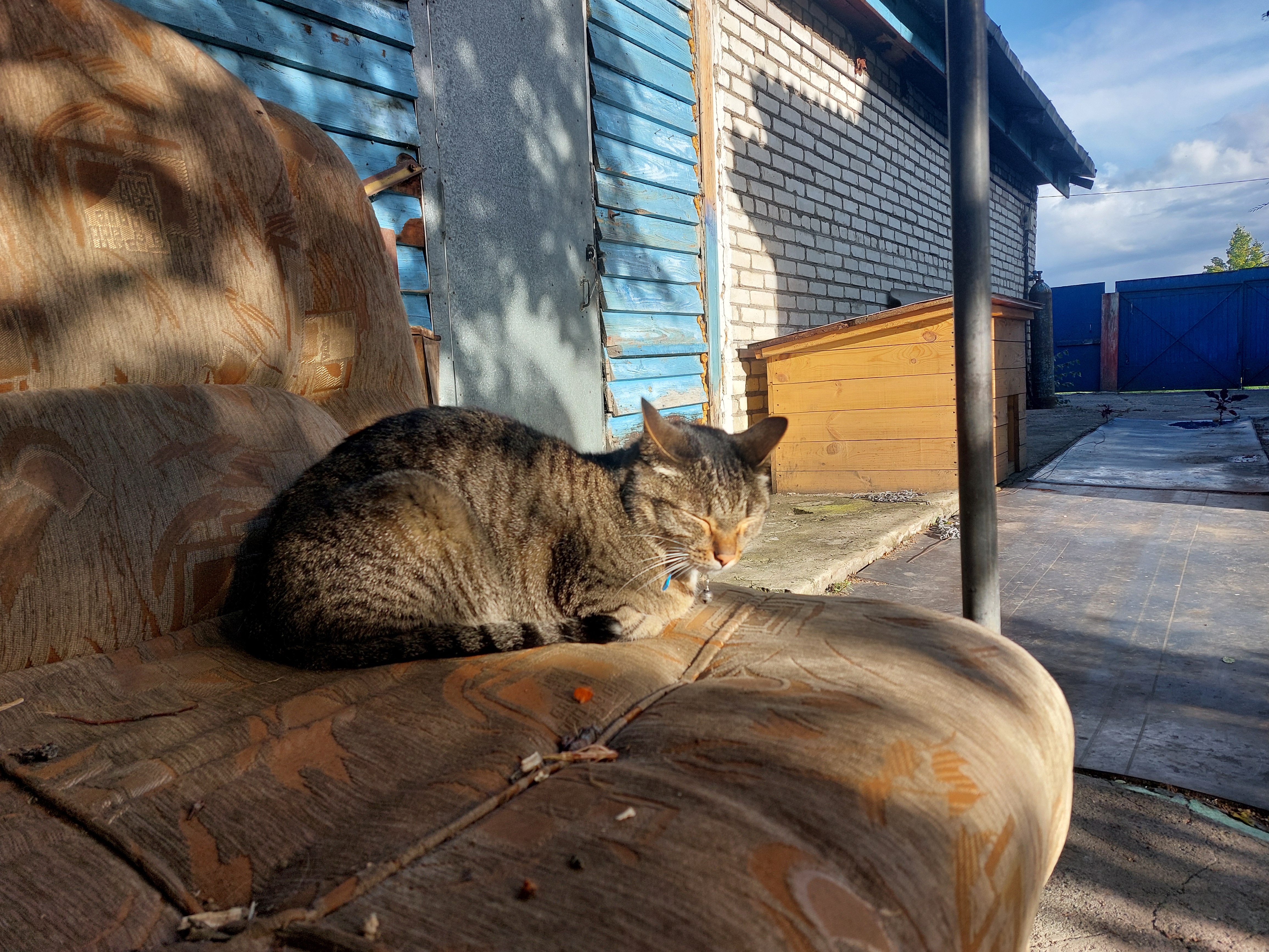 Фото питомца: кот Йося — верный друг