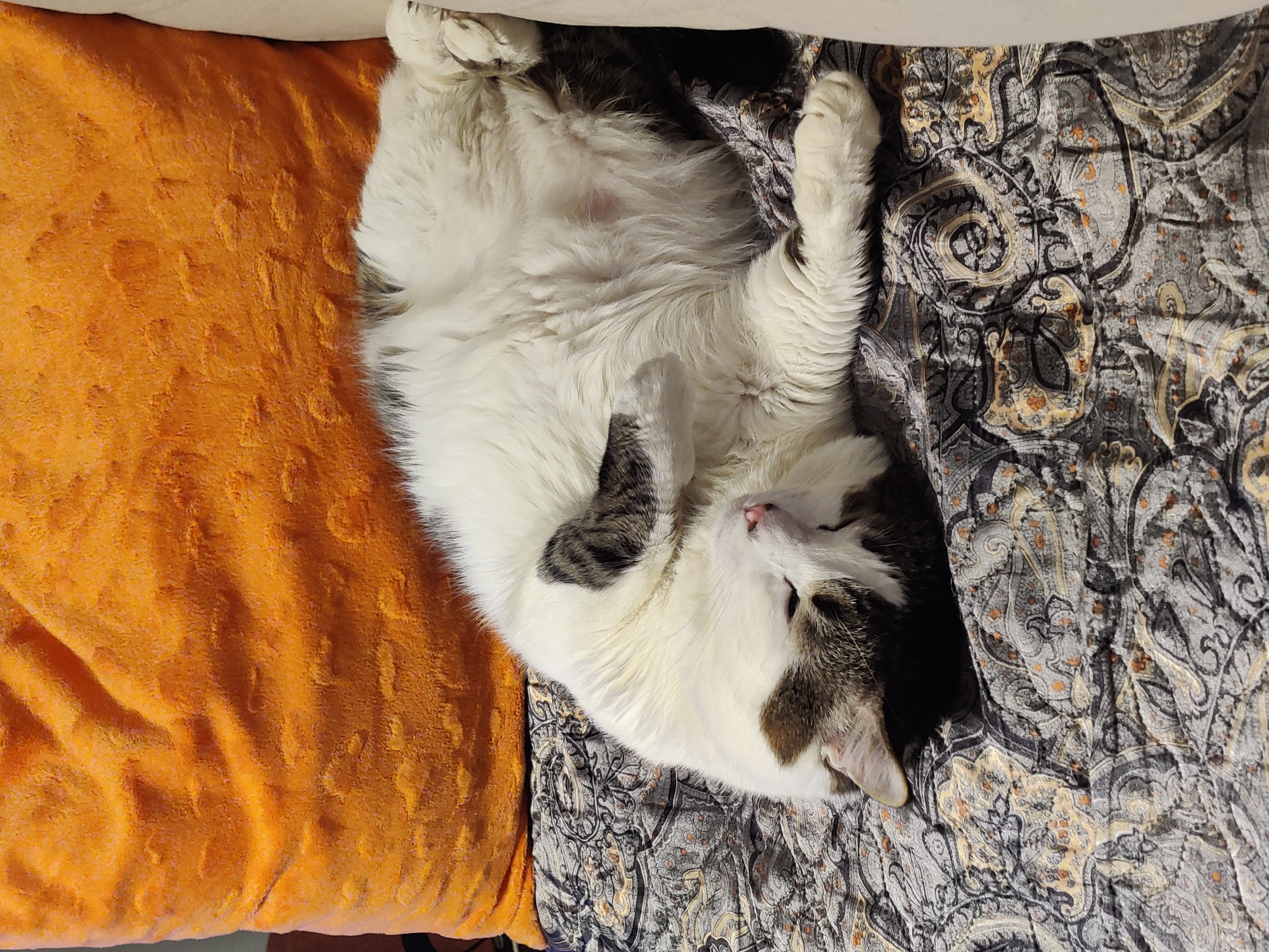 Фото питомца: очень серьезный и любознательный кот Зефирчик