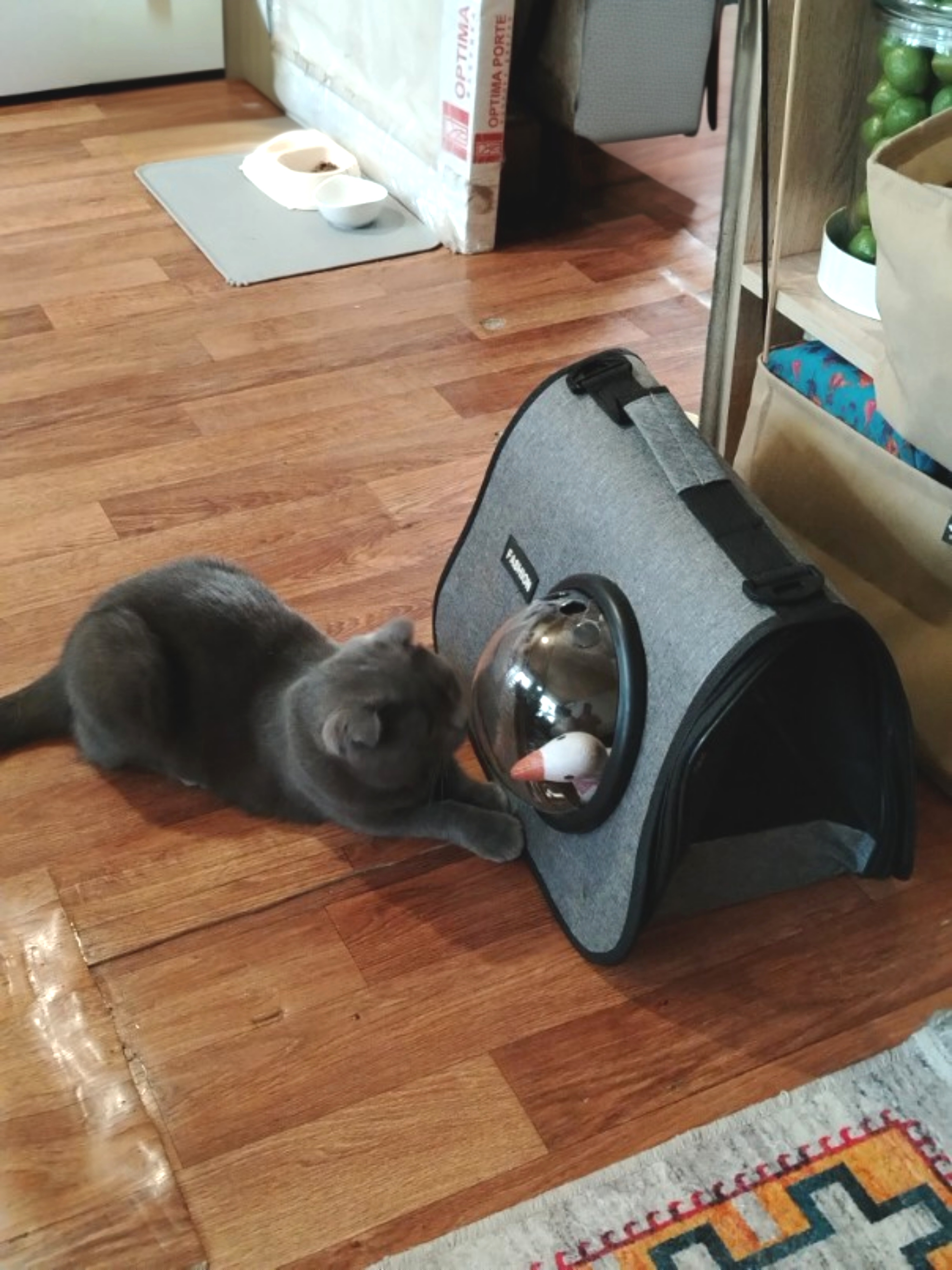 Фото питомца: кошка Бетти собирается к ветеринару