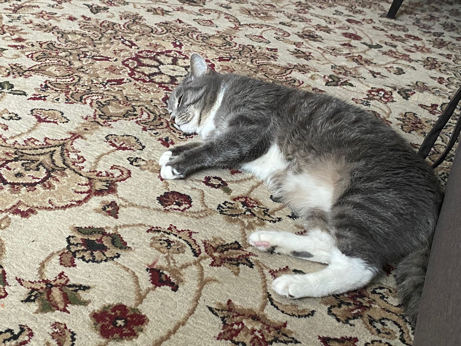 Фото питомца: кот Мурзик где прошел, там и спит