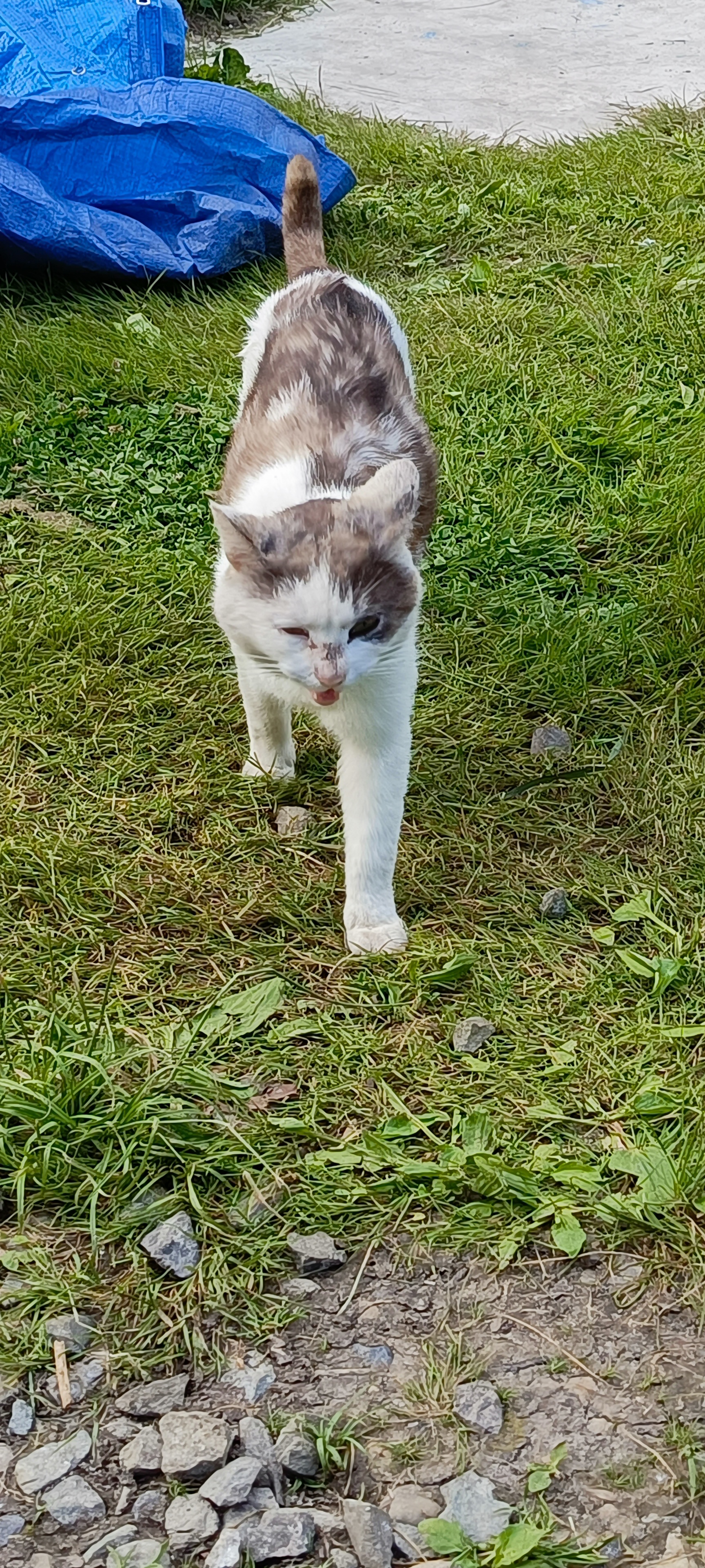 Фото питомца: кот Федор прошел путь от дачного худого кота до домашнего тюленя