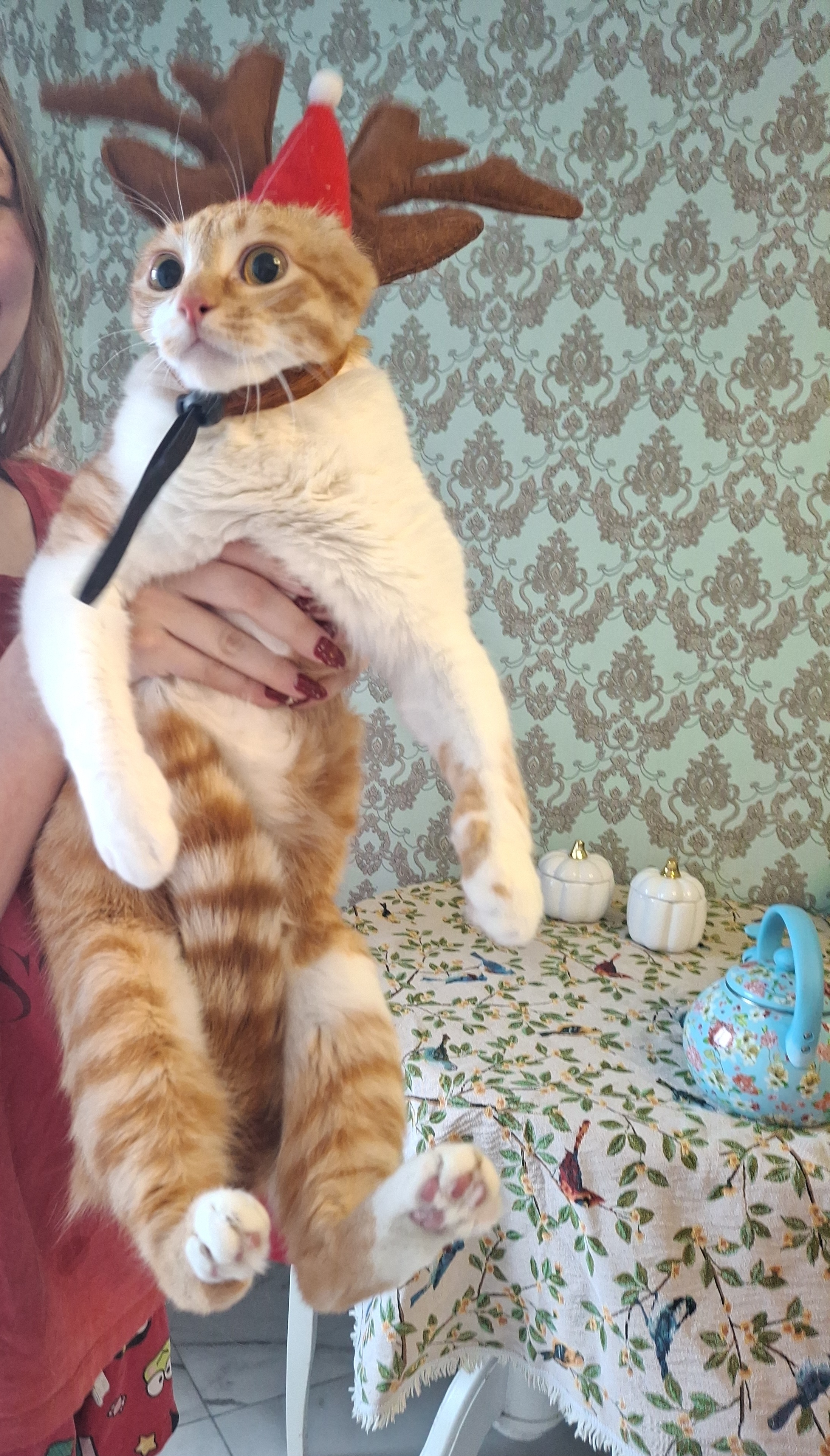 Фото питомца: кот Котейка примеряет рога оленя