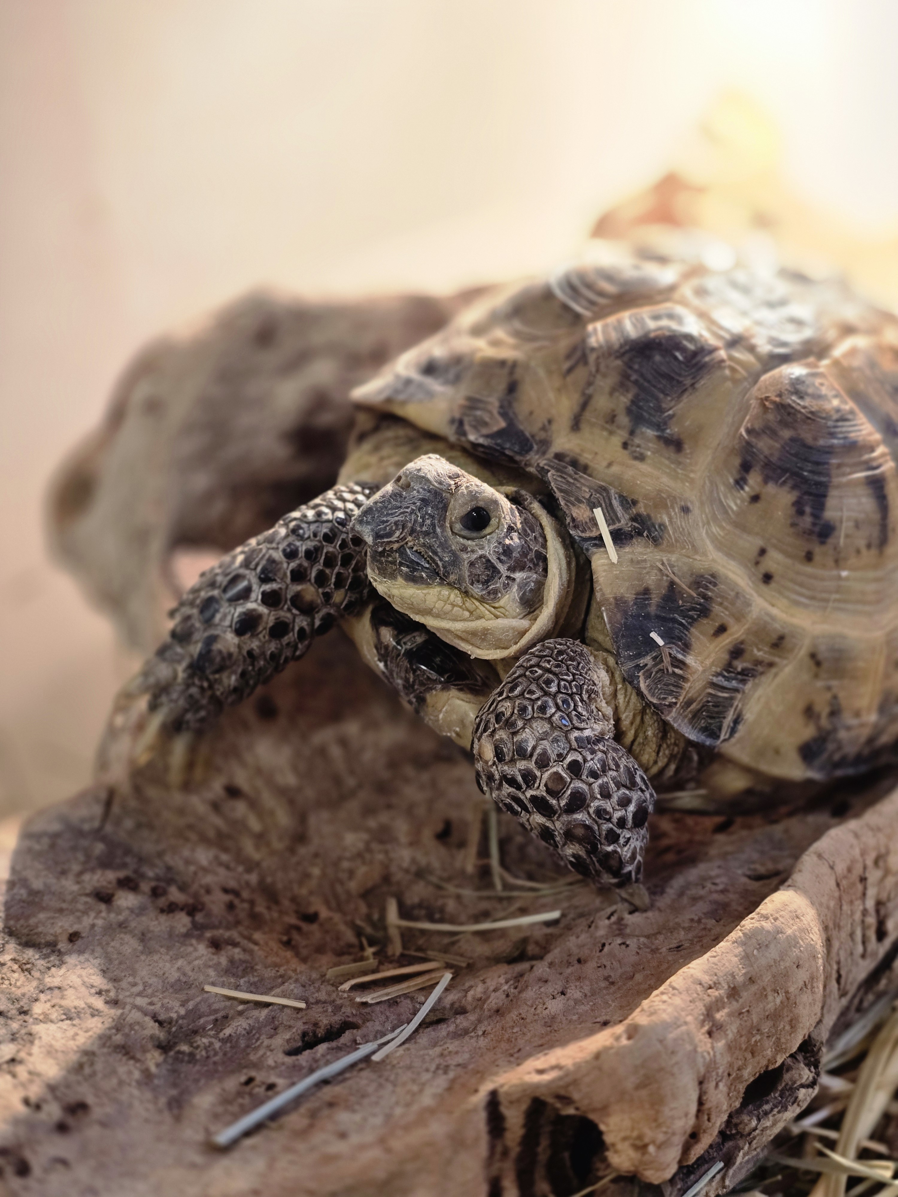 Фото питомца: черепаха Тунец отдыхает на куске коры