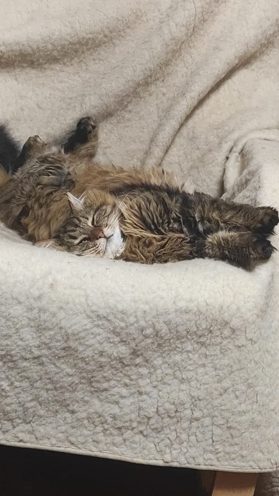 Фото питомца: жук-скоробей в лице сибирской красавицы Муси