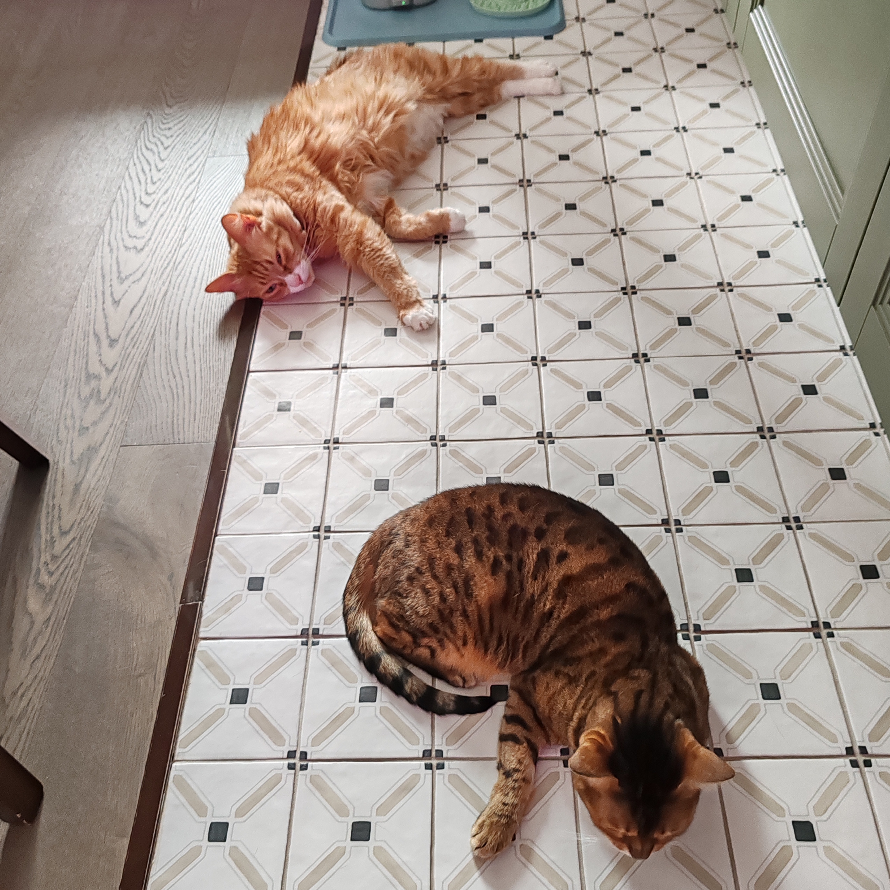 Фото питомцев: кот Чарли и кошка Буся лежат на полу