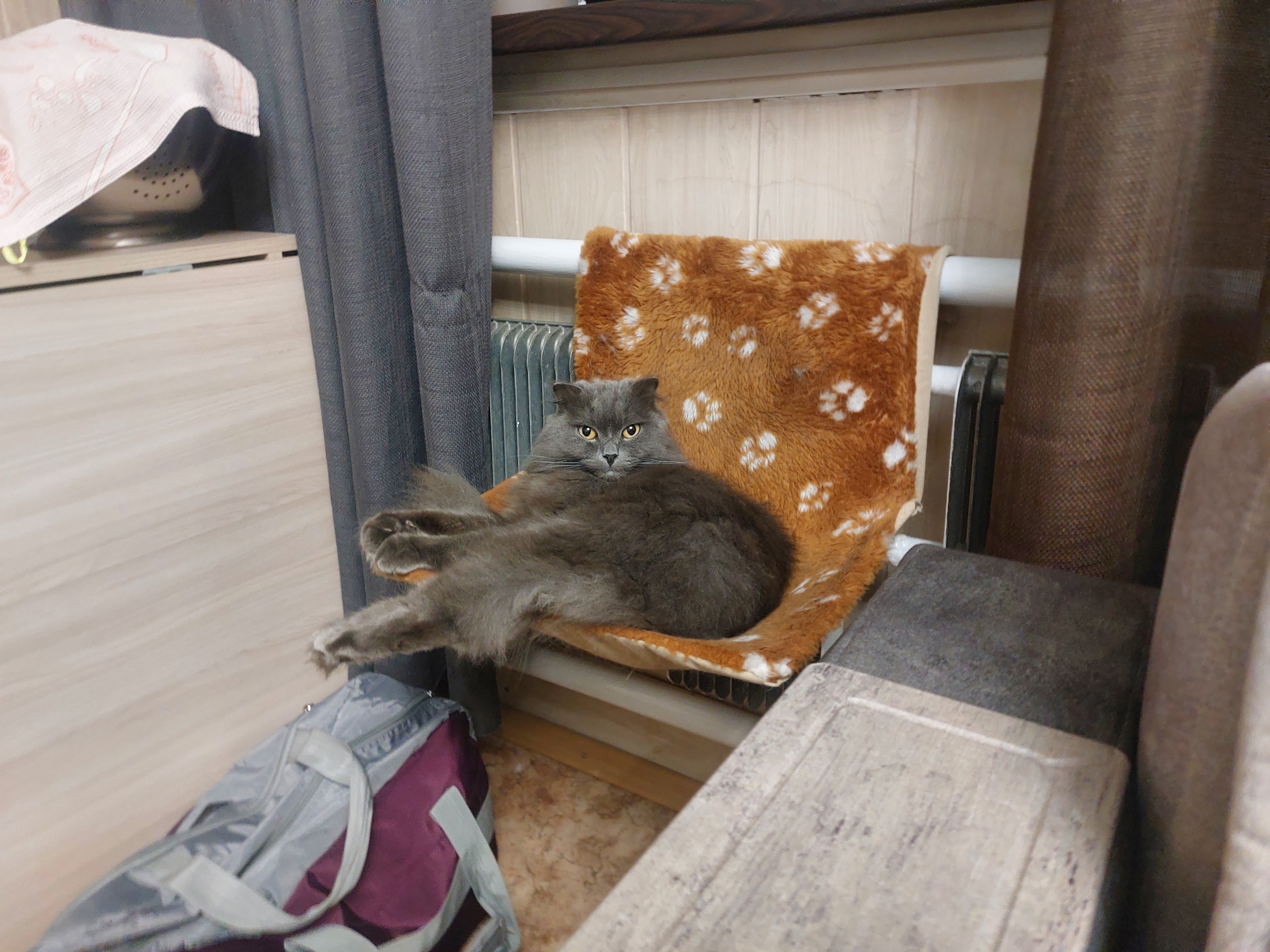 Фото питомцев: кот Максик и кошка Буся отдыхают