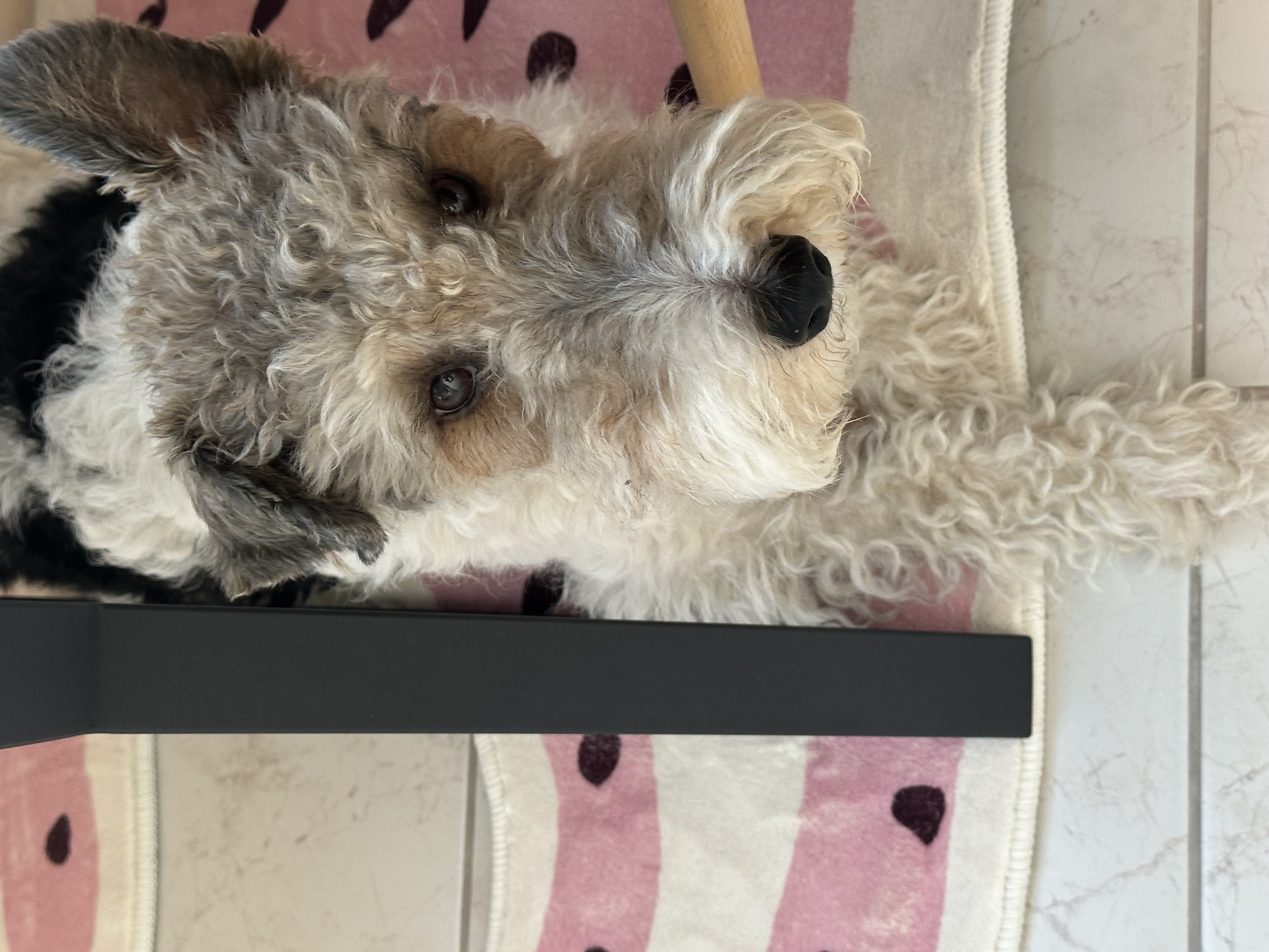 Фото питомца: пес Борис не любит понедельники