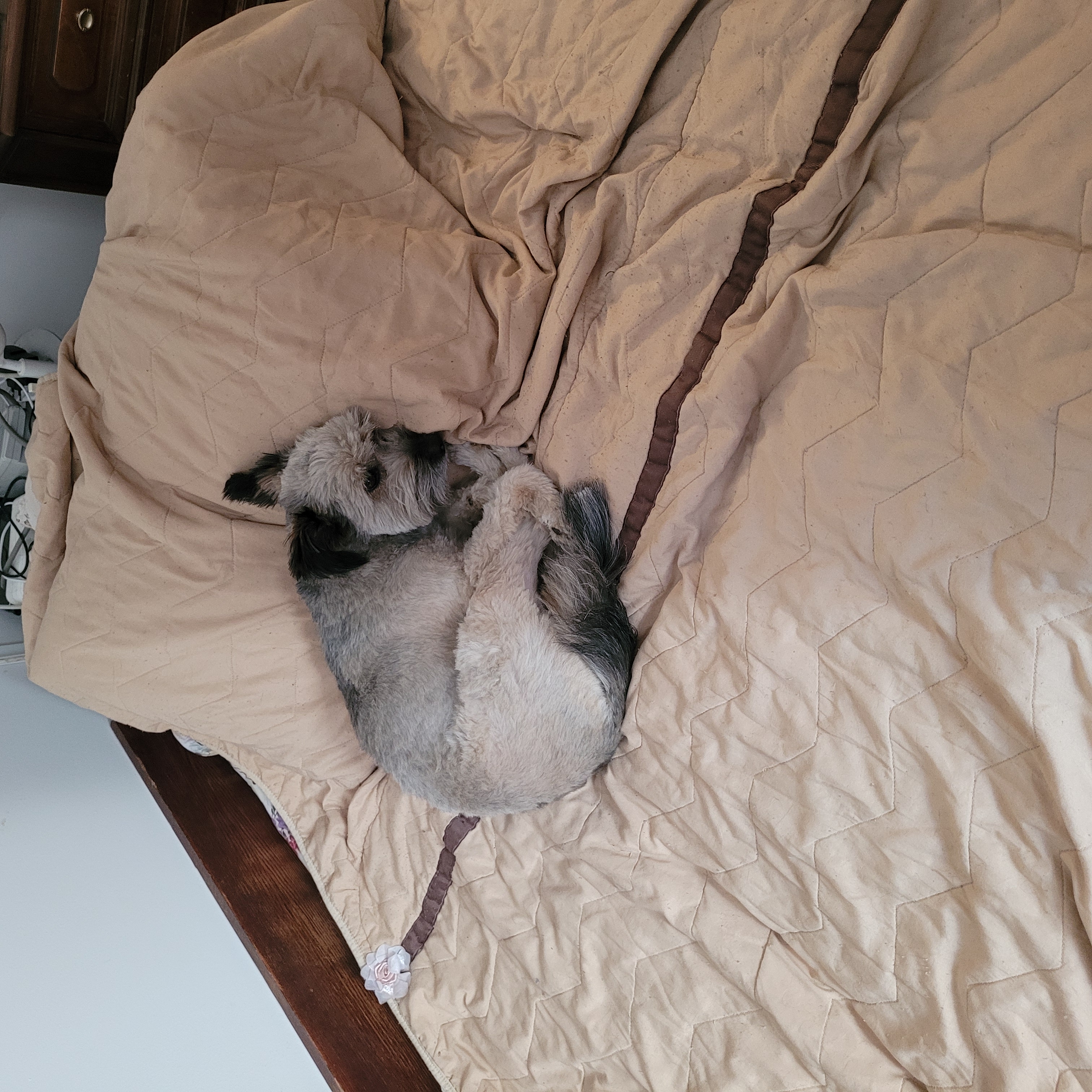 Фото питомца: собака Рута отдыхает на кровати