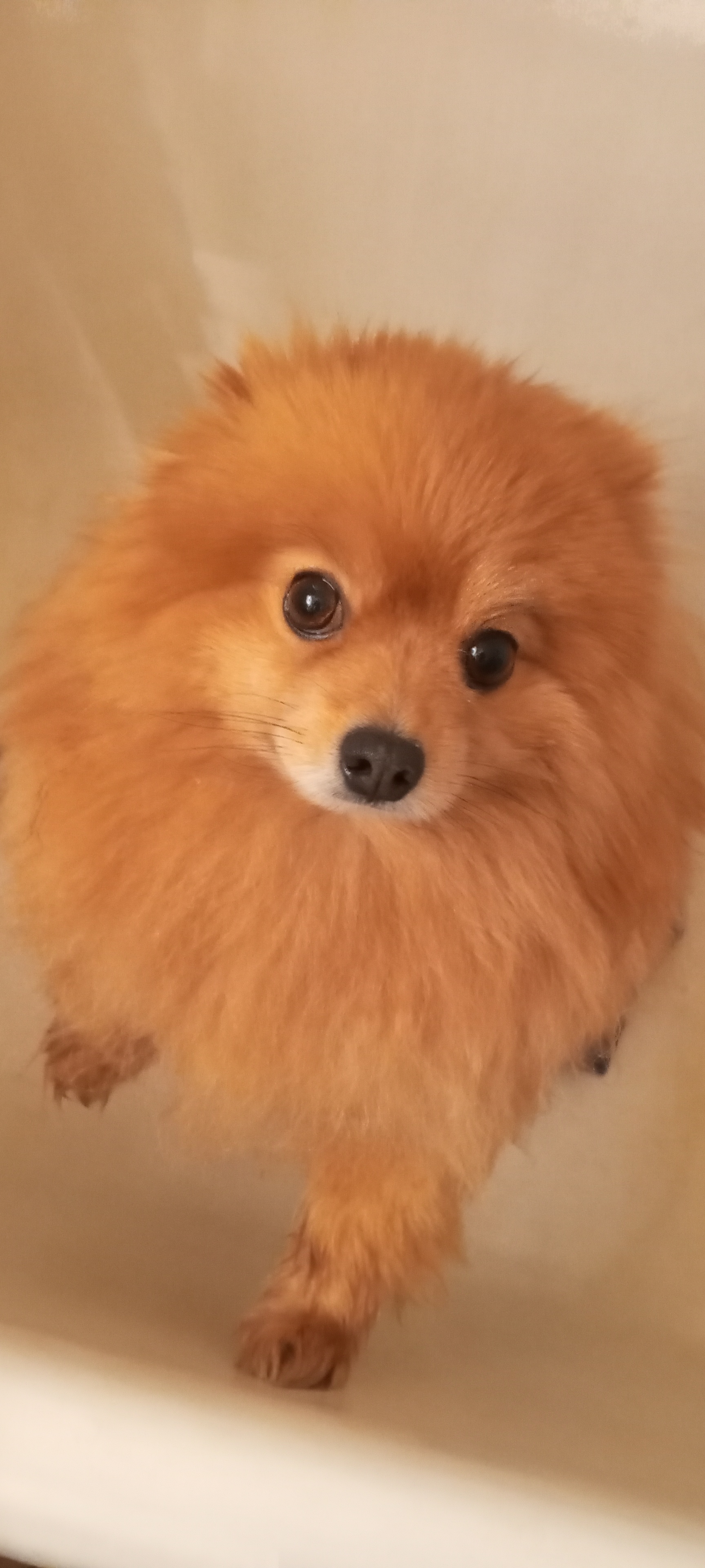 Фото питомца: шпиц Лисик принимает ванну