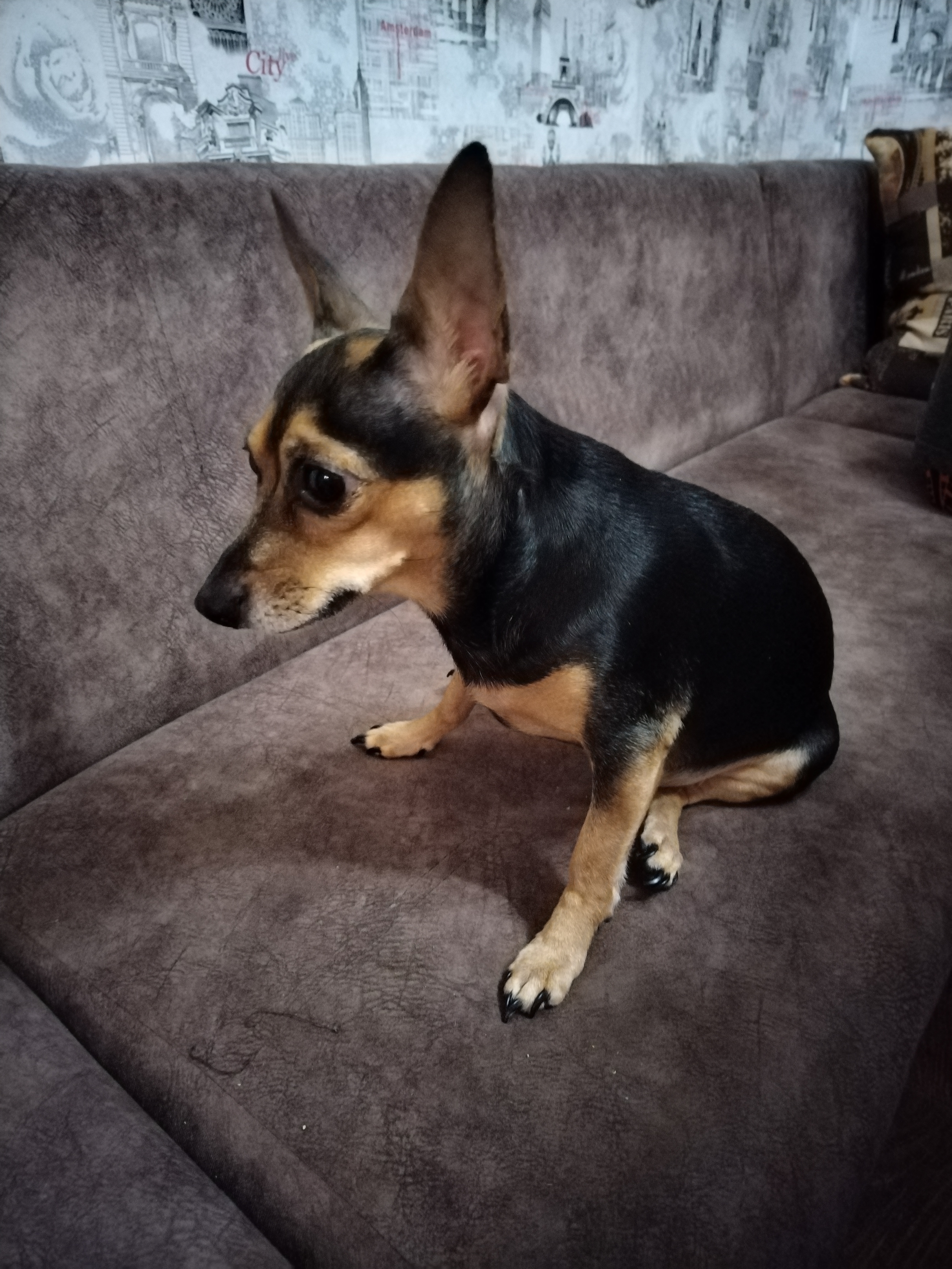 Фото питомца: собака Джулька в ожидании завтрака