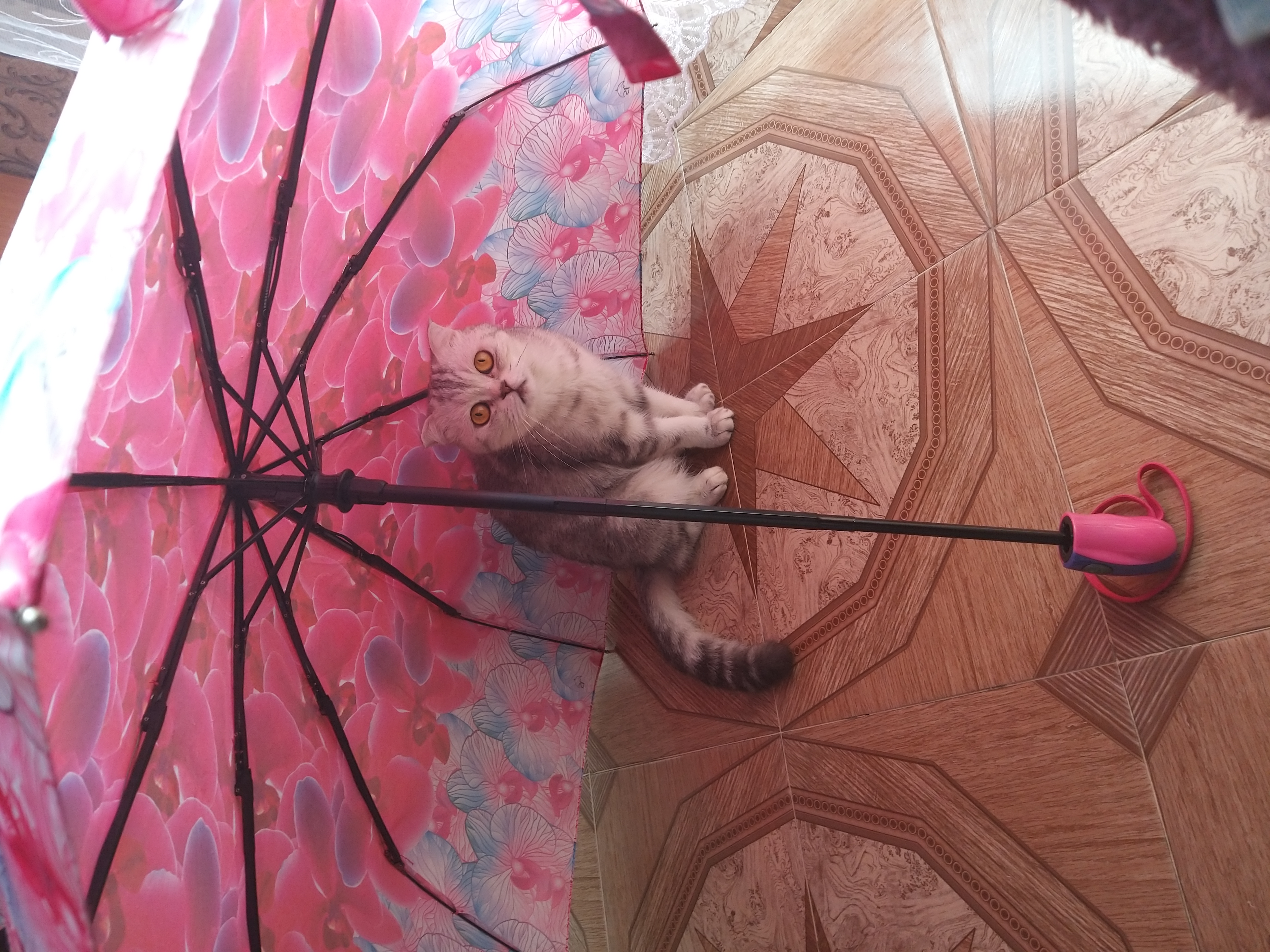Фото питомца: шотландская вислоухая кошка Бэлла сидит под зонтиком