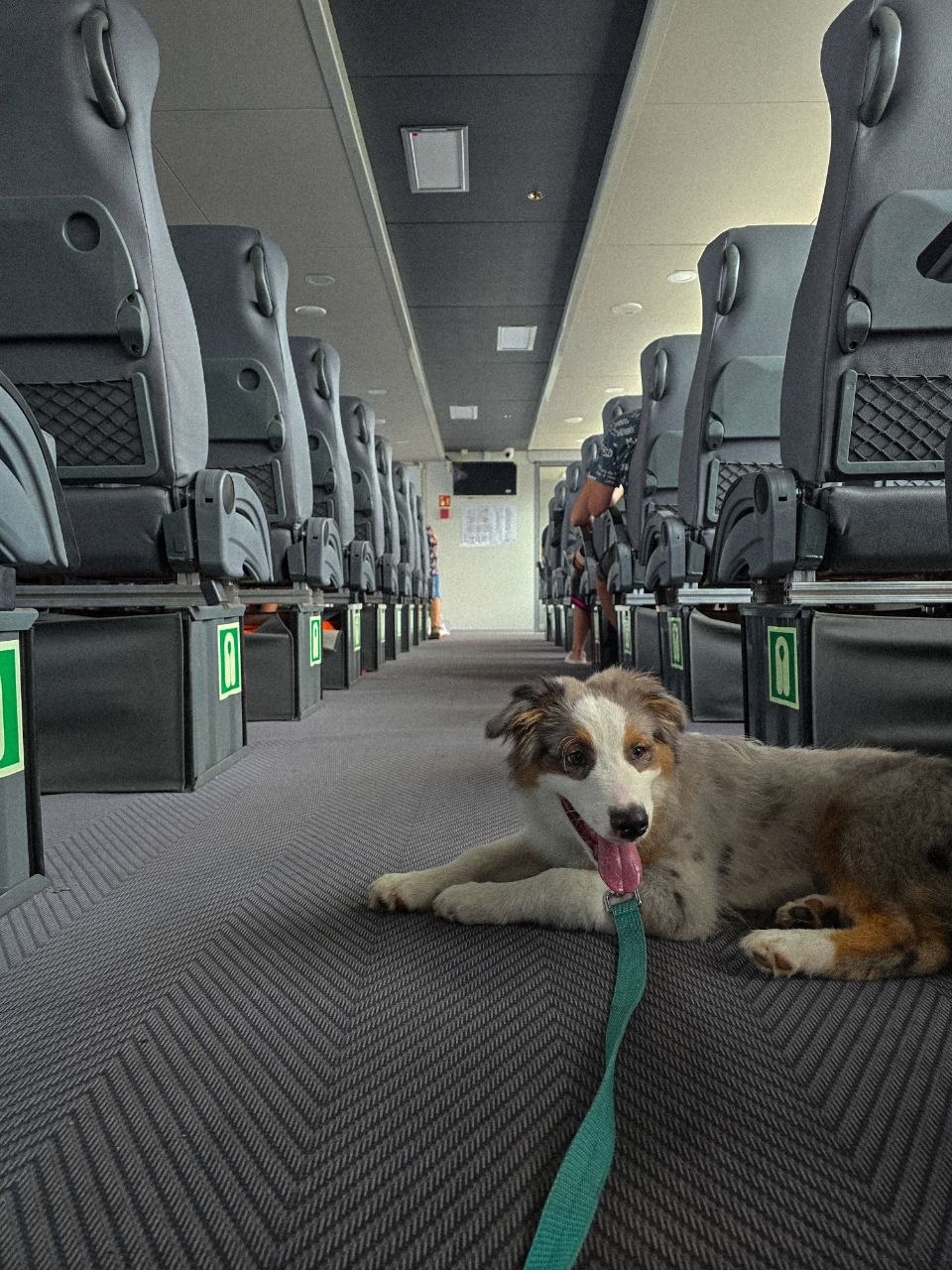 Жизнь с подрастающим щенком аусси: ожидания, реальность и немного хаоса