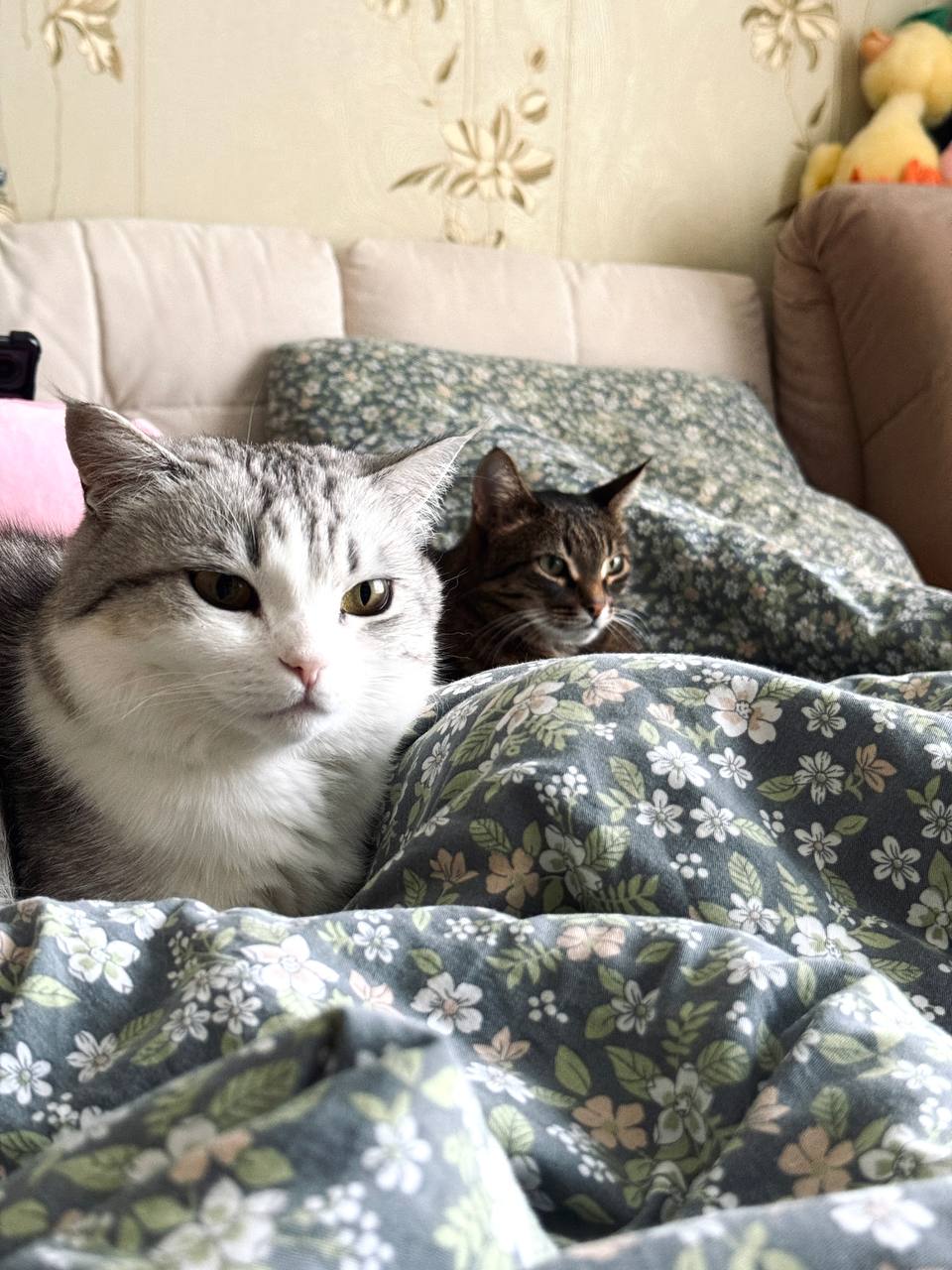 Фото питомцев: кошка Нюша любуется собой, а кот Тихон ждет ужин