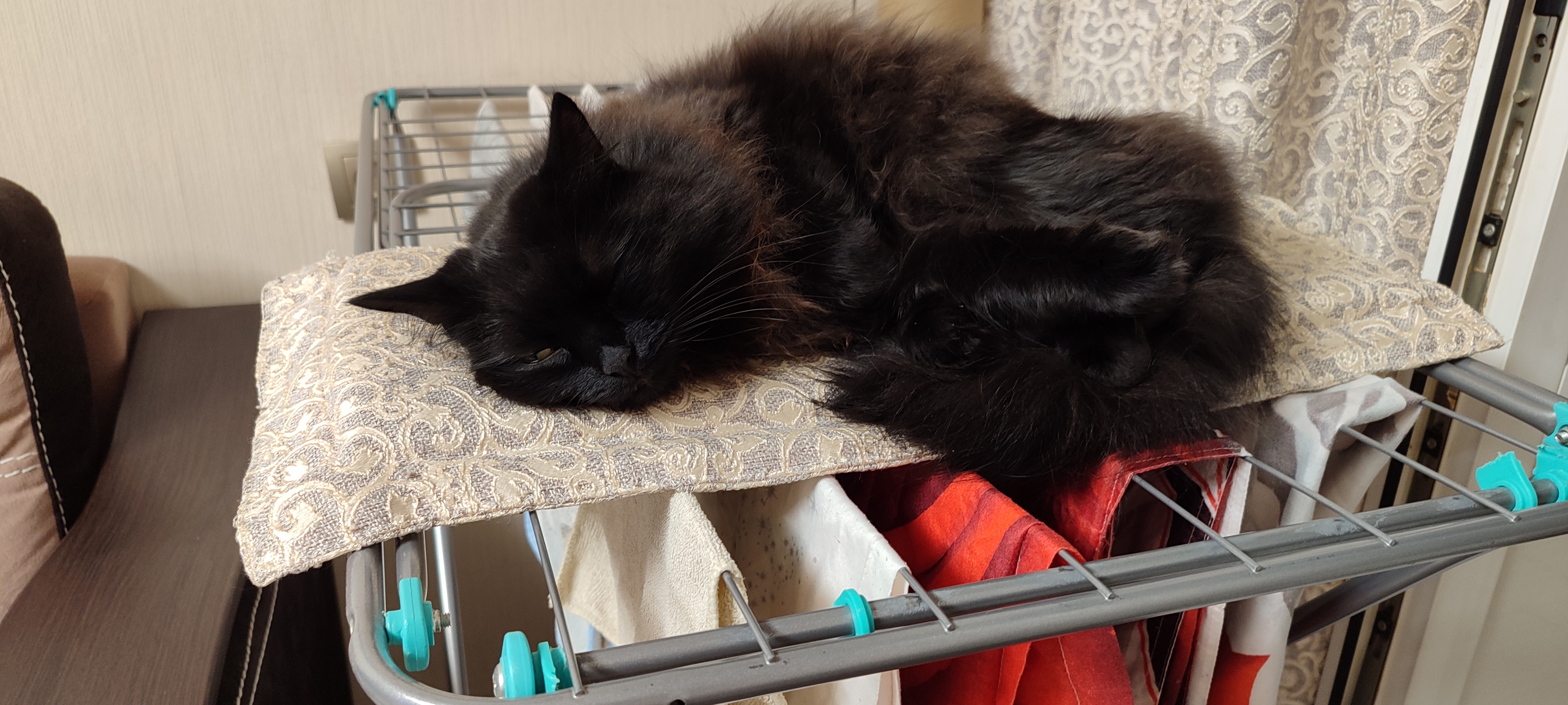 Фото питомца: кошка, утомленная стиркой