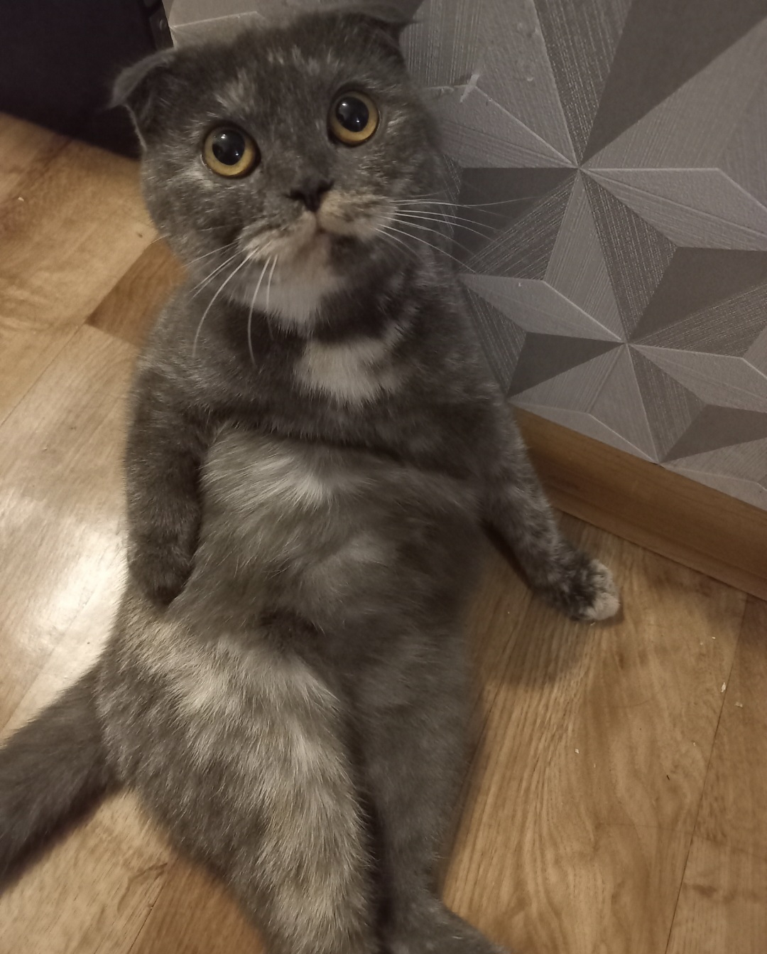 Фото питомца: кошка Ирма готовится стать мамой