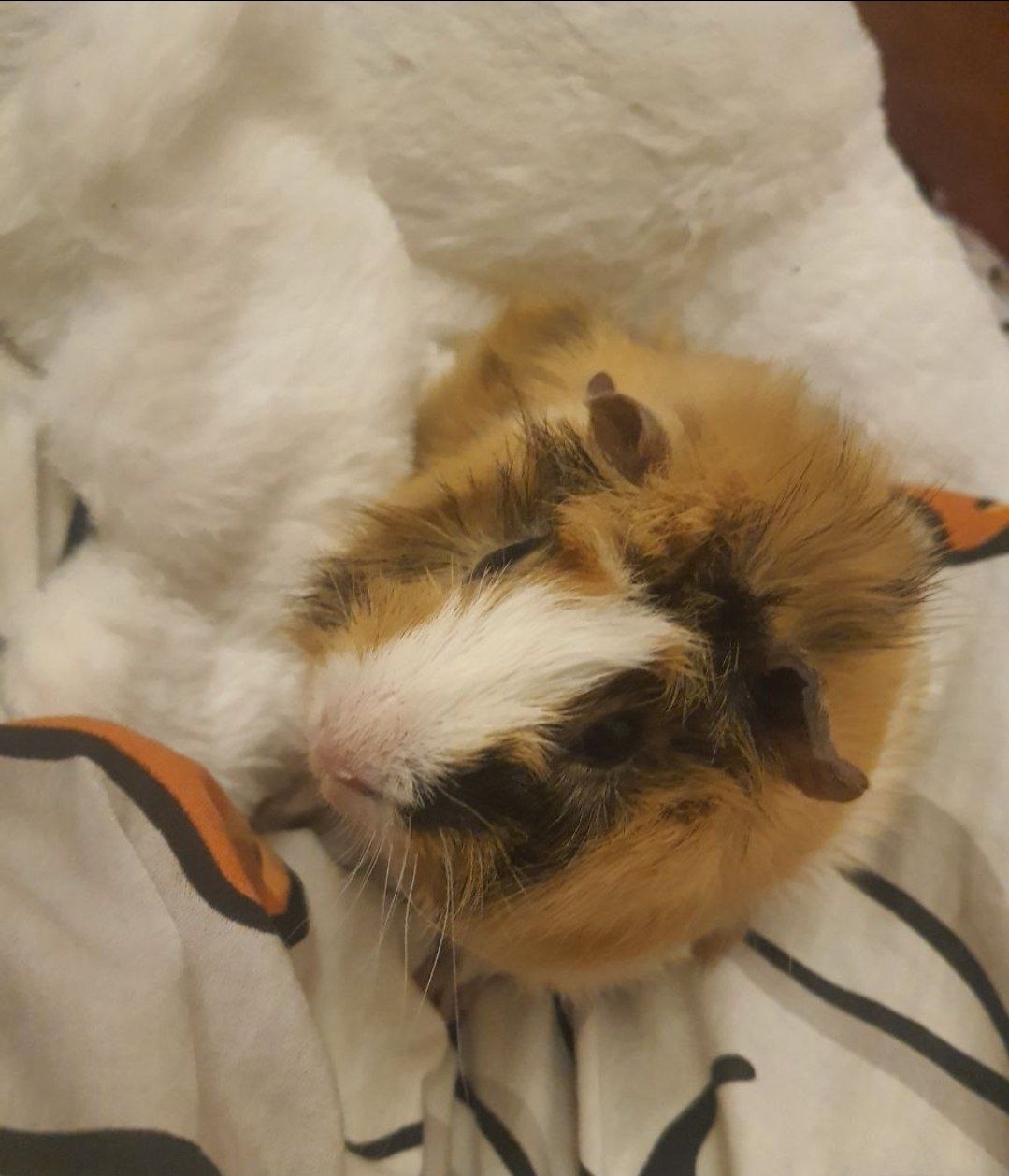 Фото питомца: морская свинка Жозя отдыхает после плотного обеда