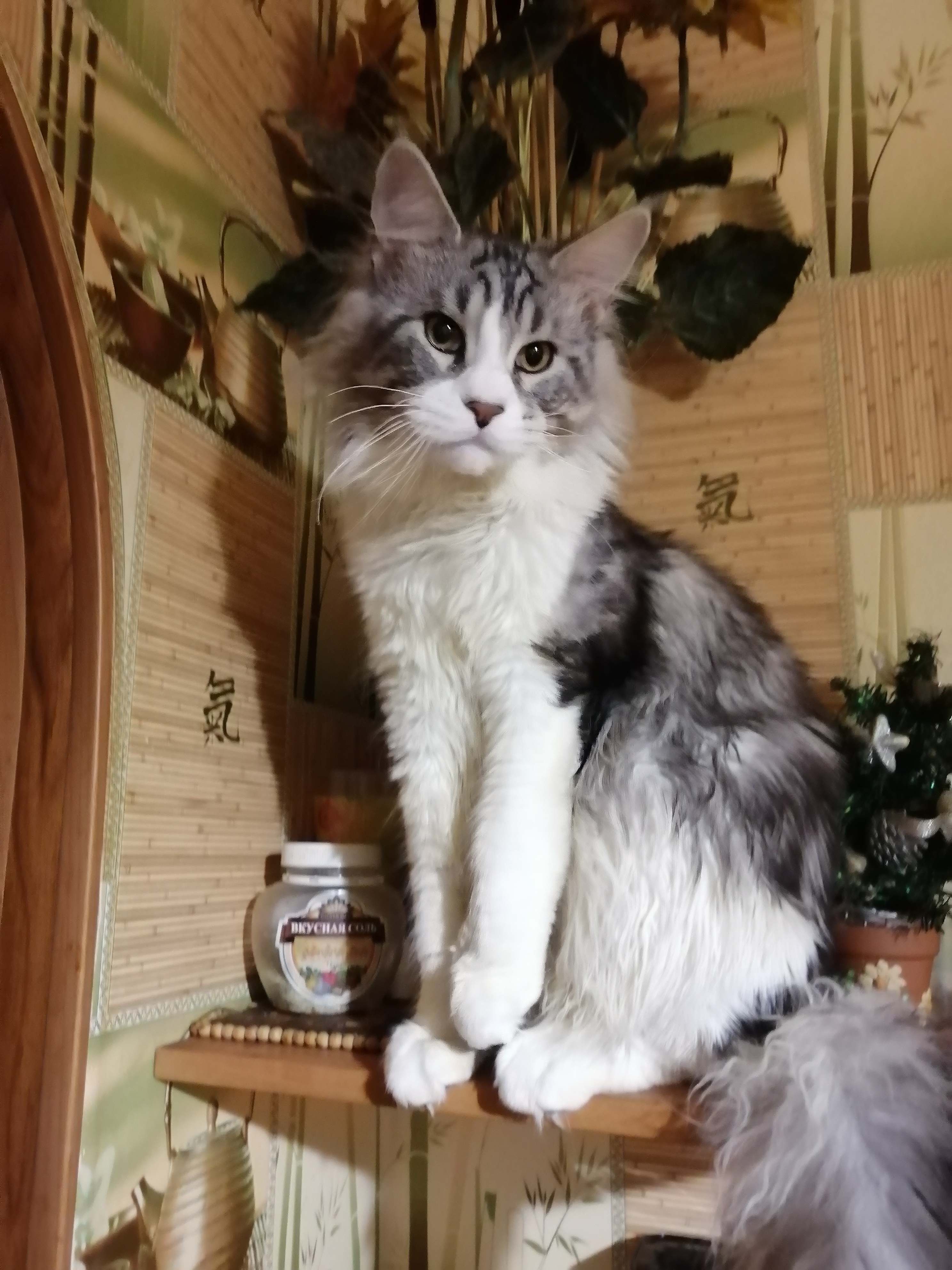 Фото питомца: у кота Локи все под контролем